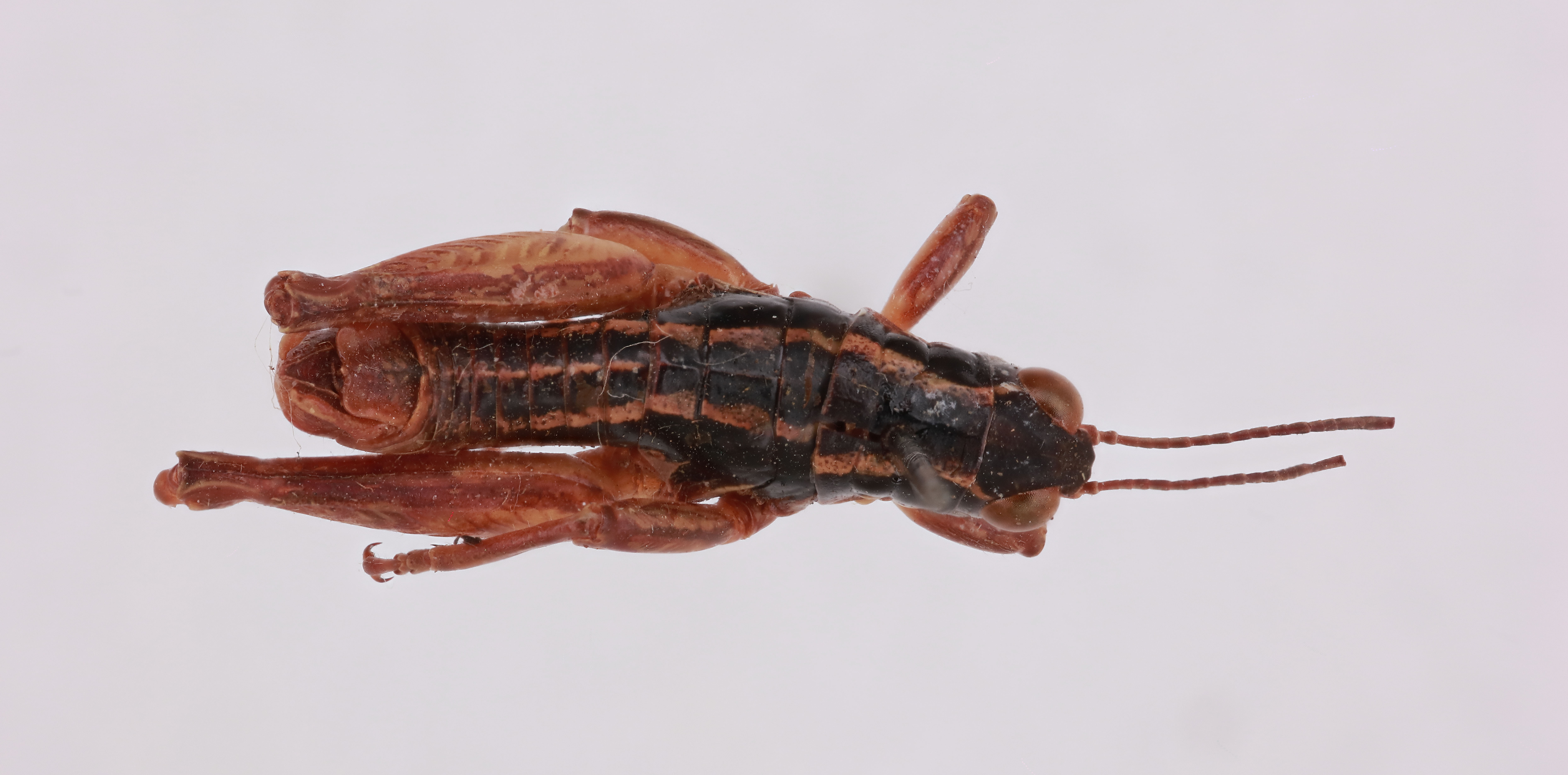 CollectionObject 2052360; 70c5555b-2ce4-4f7e-adc2-d31154859367, NHMUK015982431: male, dorsal view (paratype). (CollectionObject).