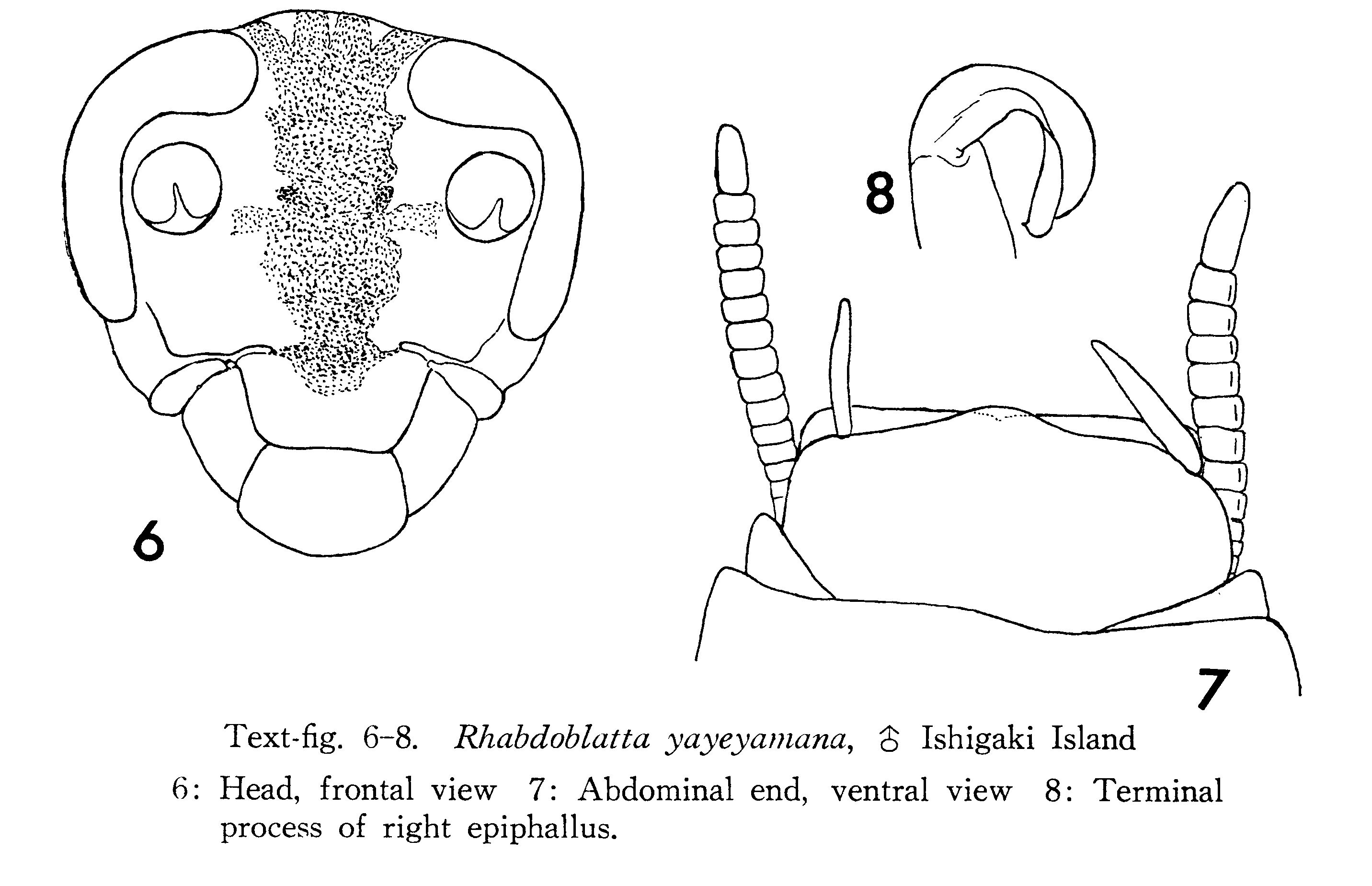 Rhabdoblatta yayeyamana Asahina, 1967: Rhabdoblatta yayeyamana, male. (Otu).