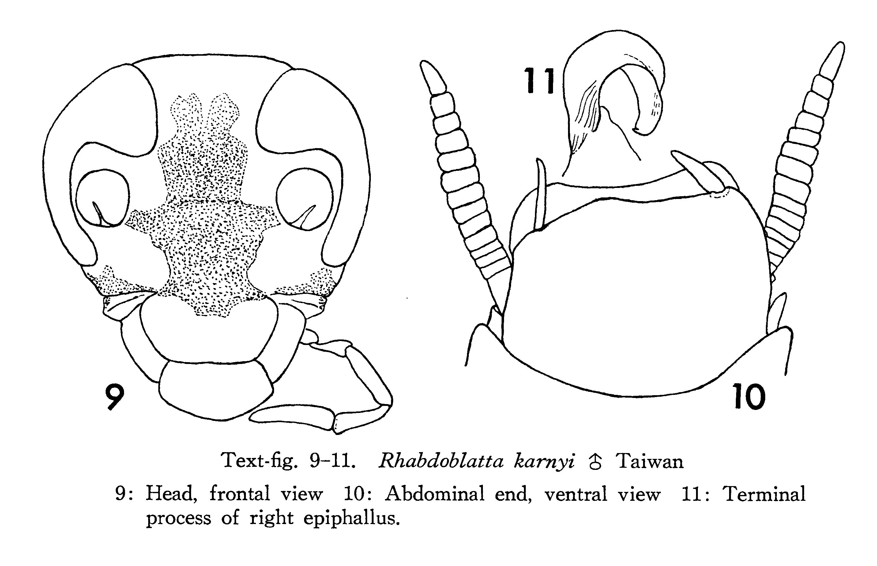 Rhabdoblatta karnyi (Shiraki, 1931): Rhabdoblatta karnyi, male. (Otu).