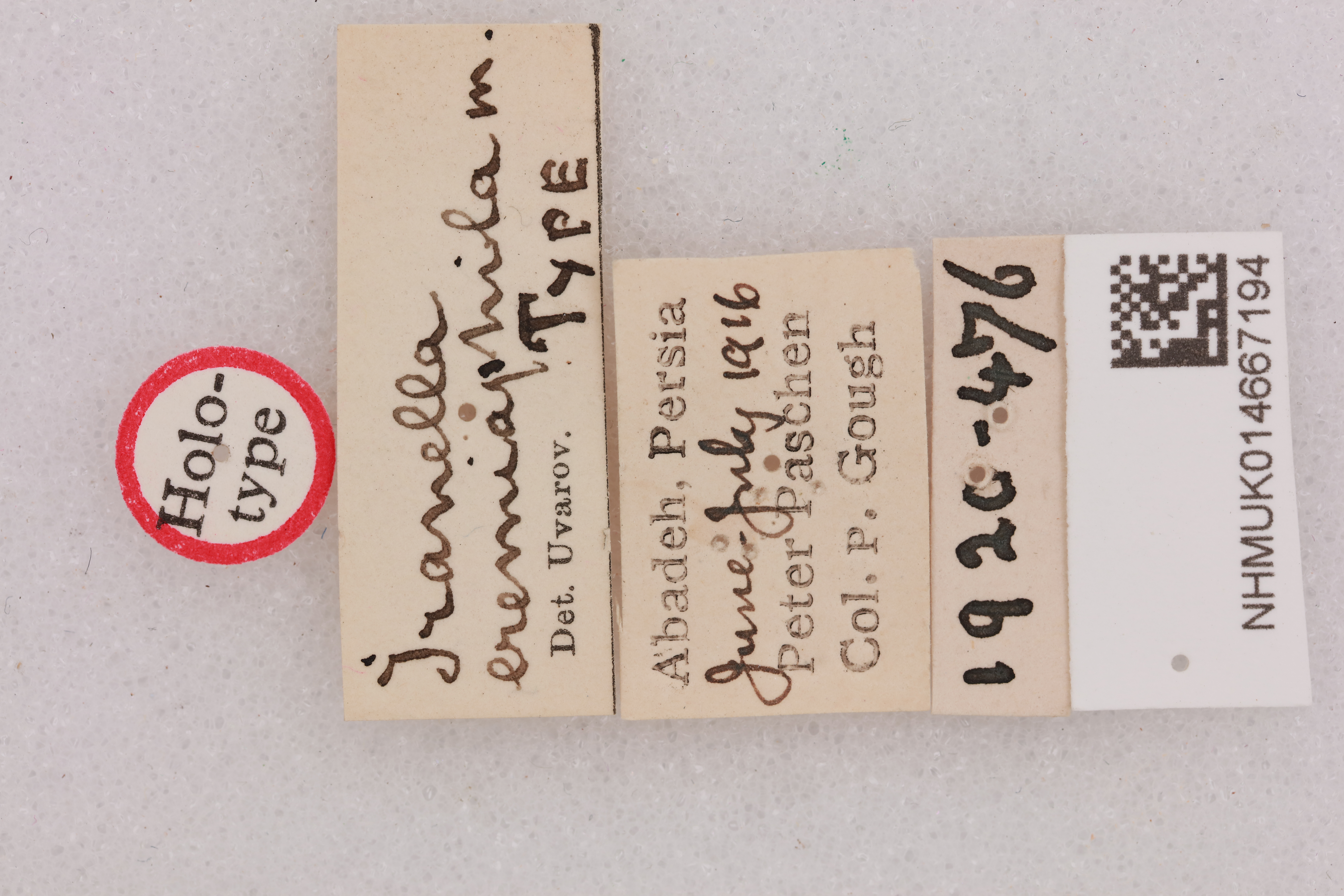 CollectionObject 1518674; e7223f37-8f08-4f96-96fe-f8aab6d48692, NHMUK014667194: labels (holotype). (CollectionObject).