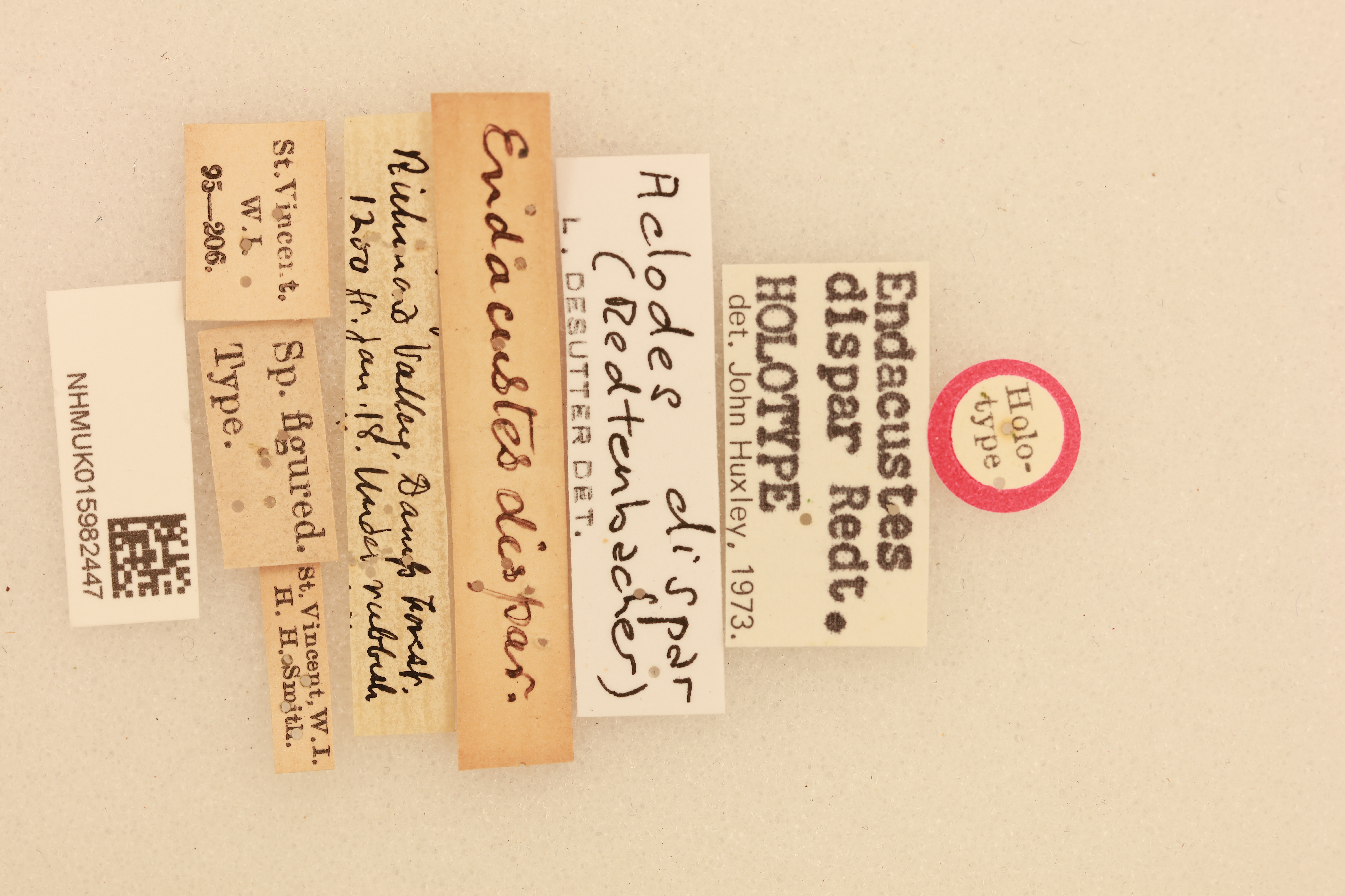 CollectionObject 1518346; 6ce964a4-e5d8-42ae-9806-88e356ba9d30, NHMUK015982447: labels (holotype). (CollectionObject).