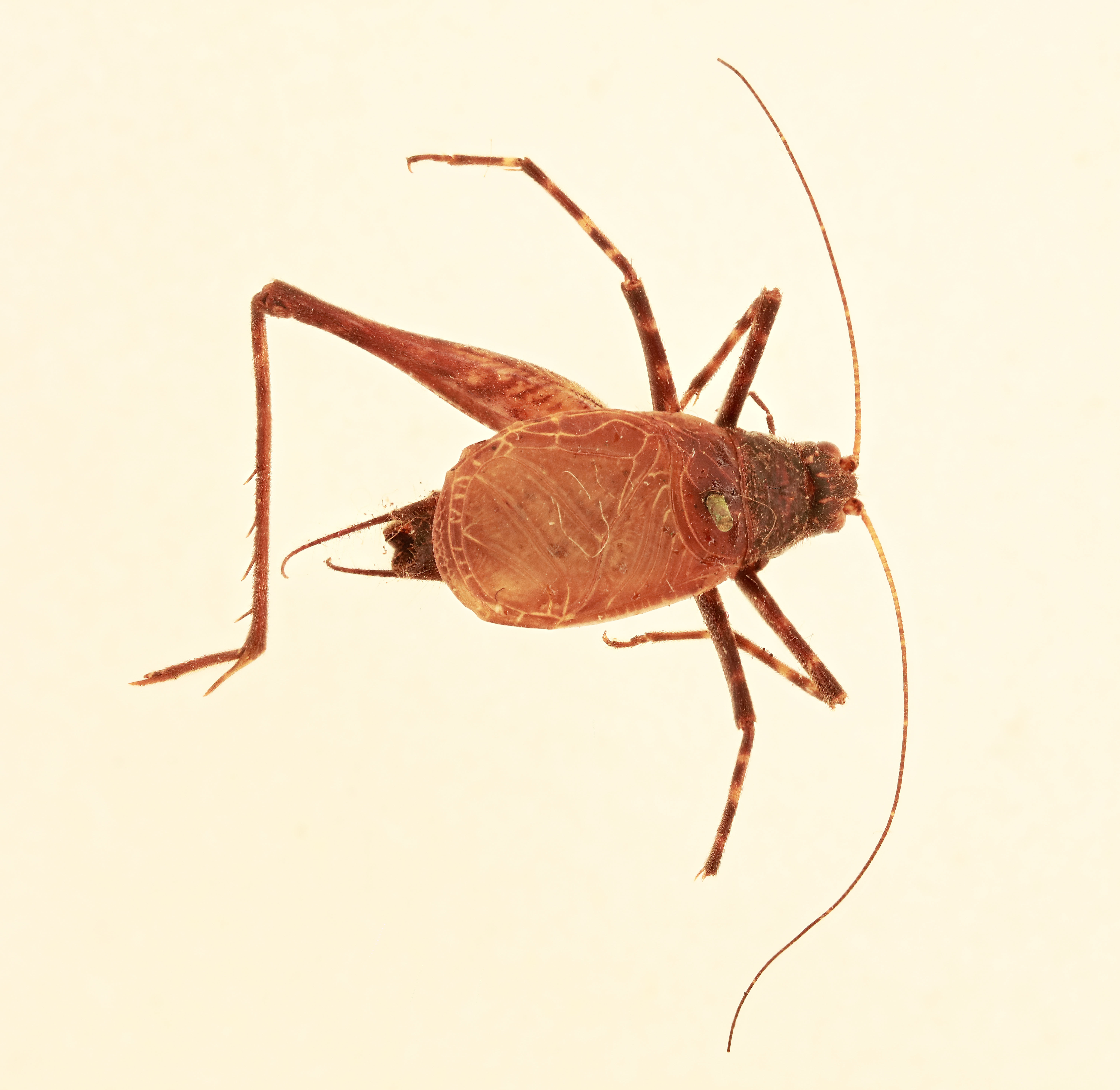 CollectionObject 2052763; NHMUK015982448, c8d87da7-fef0-43e9-b204-703fd86a72ee: male, dorsal view (syntype). (CollectionObject).