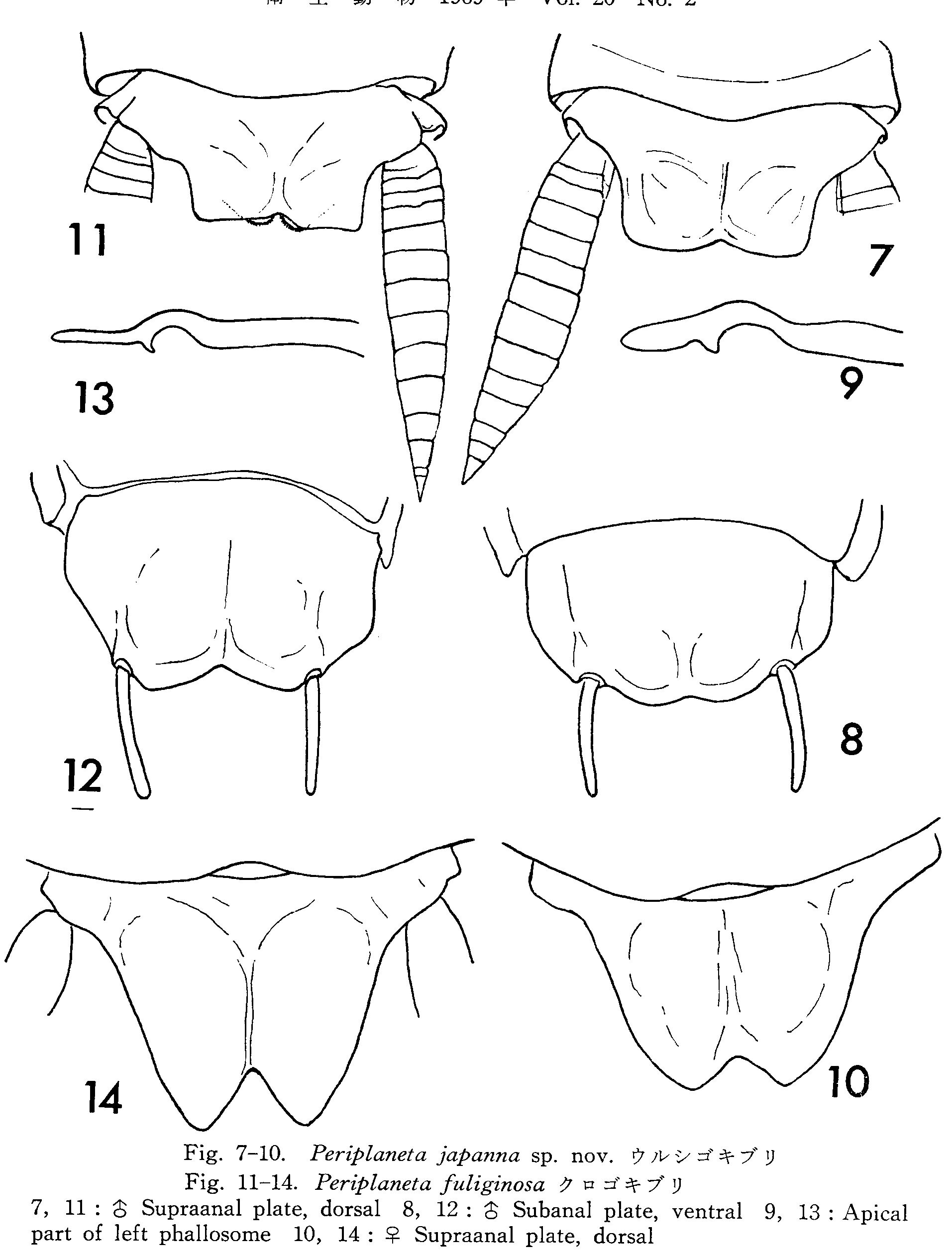 Fortiblatta fuliginosa (Serville, 1838): Periplaneta fuliginosa. (Otu).