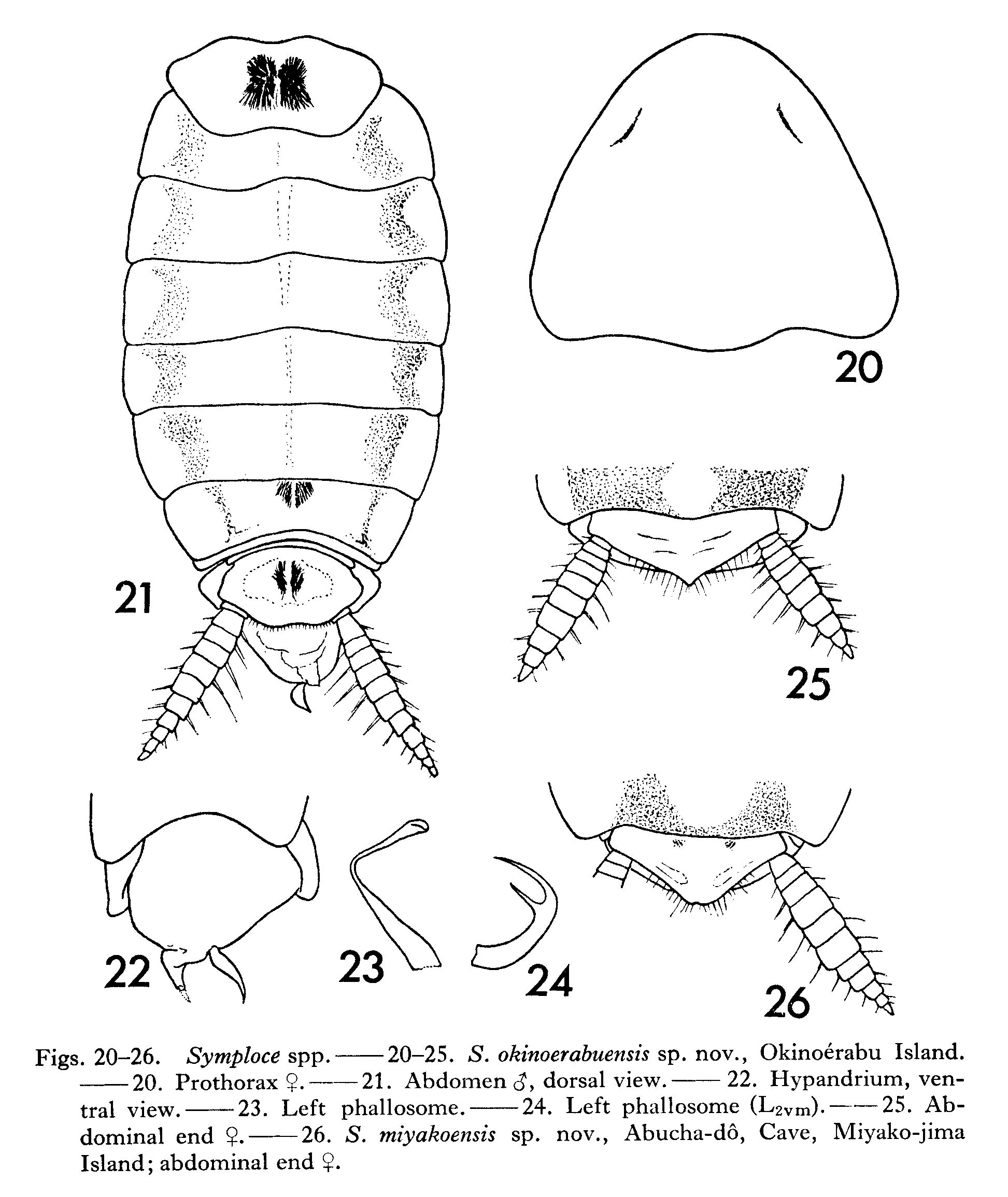 Symploce miyakoensis Asahina, 1974: Symploce miyakoensis, female. (Otu).