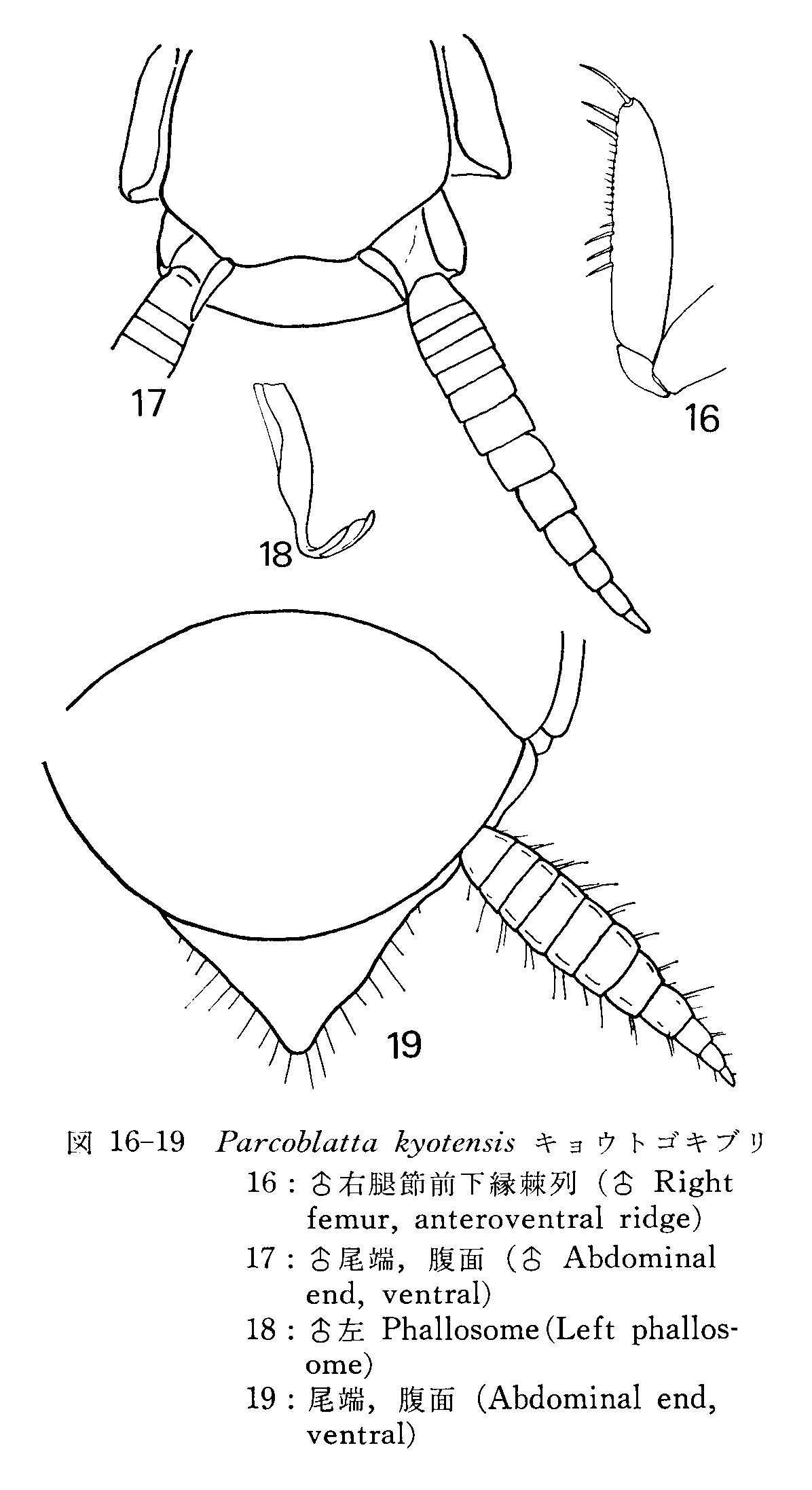 Asiablatta kyotensis (Asahina, 1976): Parcoblatta kyotensis, male. (Otu).