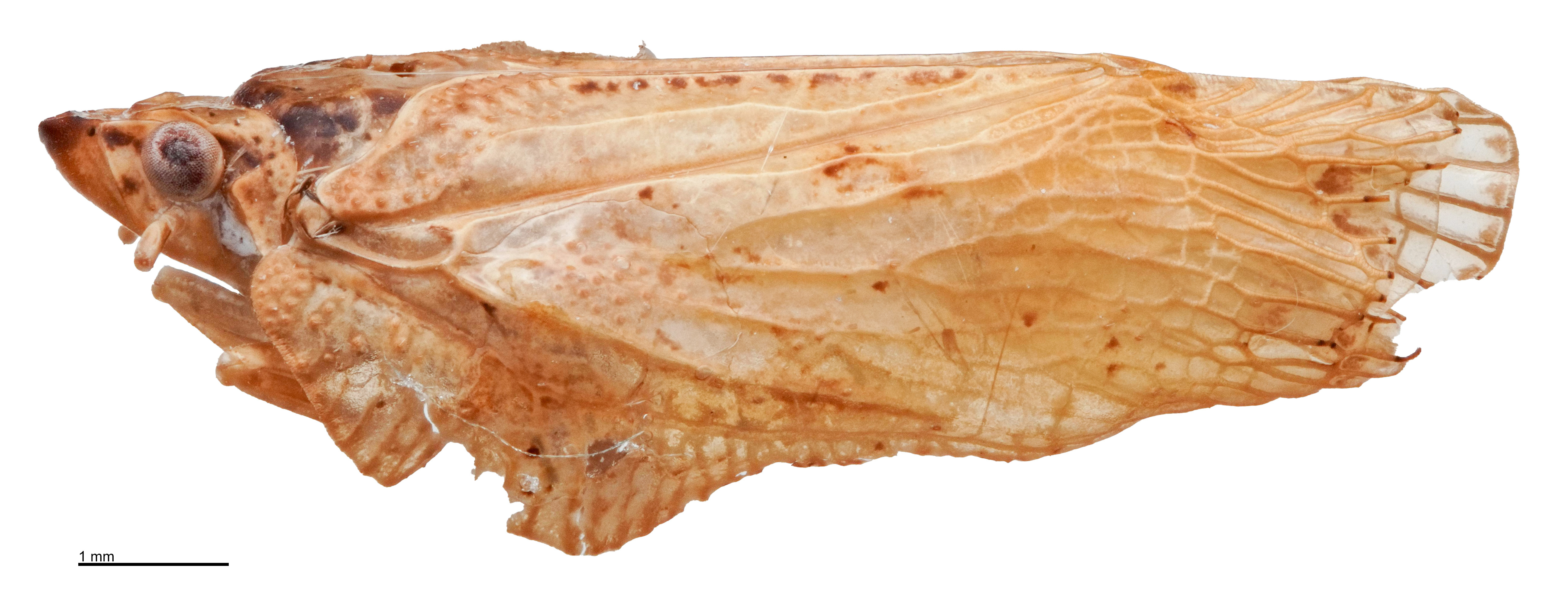 Habitus, lateral view: (Observation).