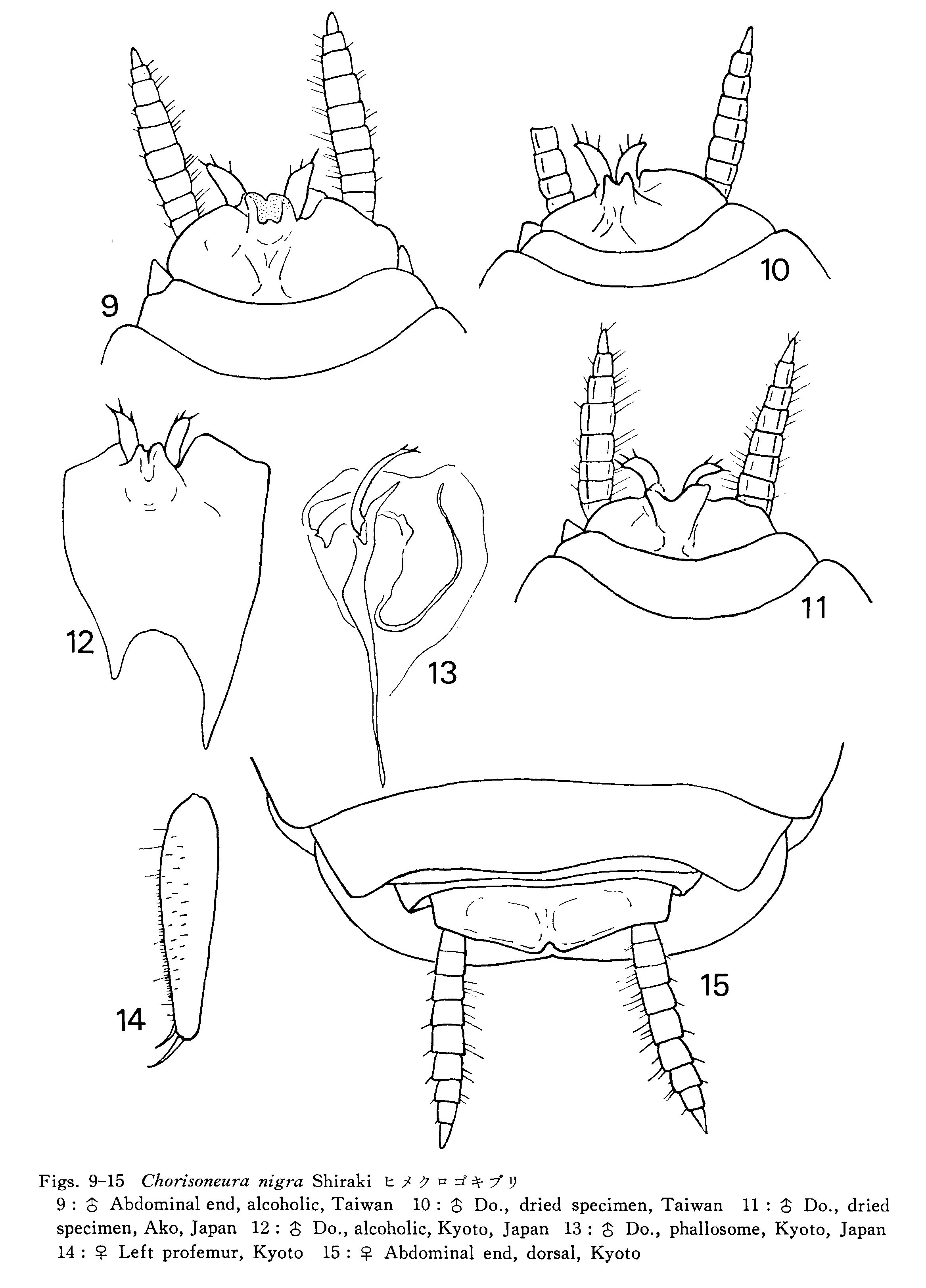 Sorineuchora nigra (Shiraki, 1907): Chorisoneura nigra. (Otu).