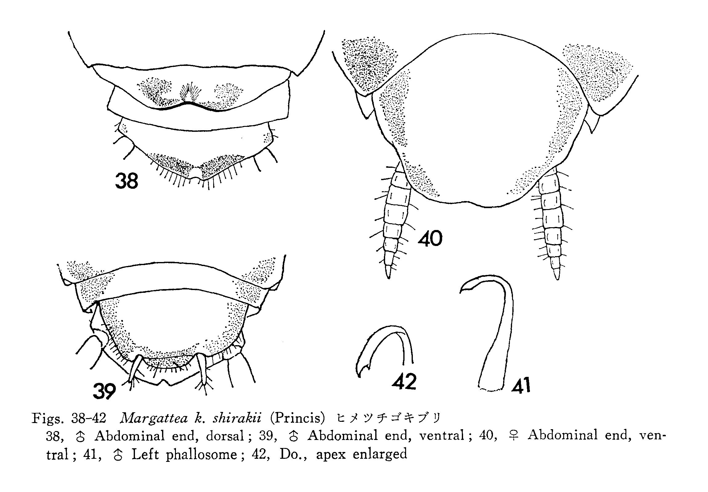 Margattea nimbata shirakii (Princis, 1969): Margattea kumamotonis shirakii. (Otu).