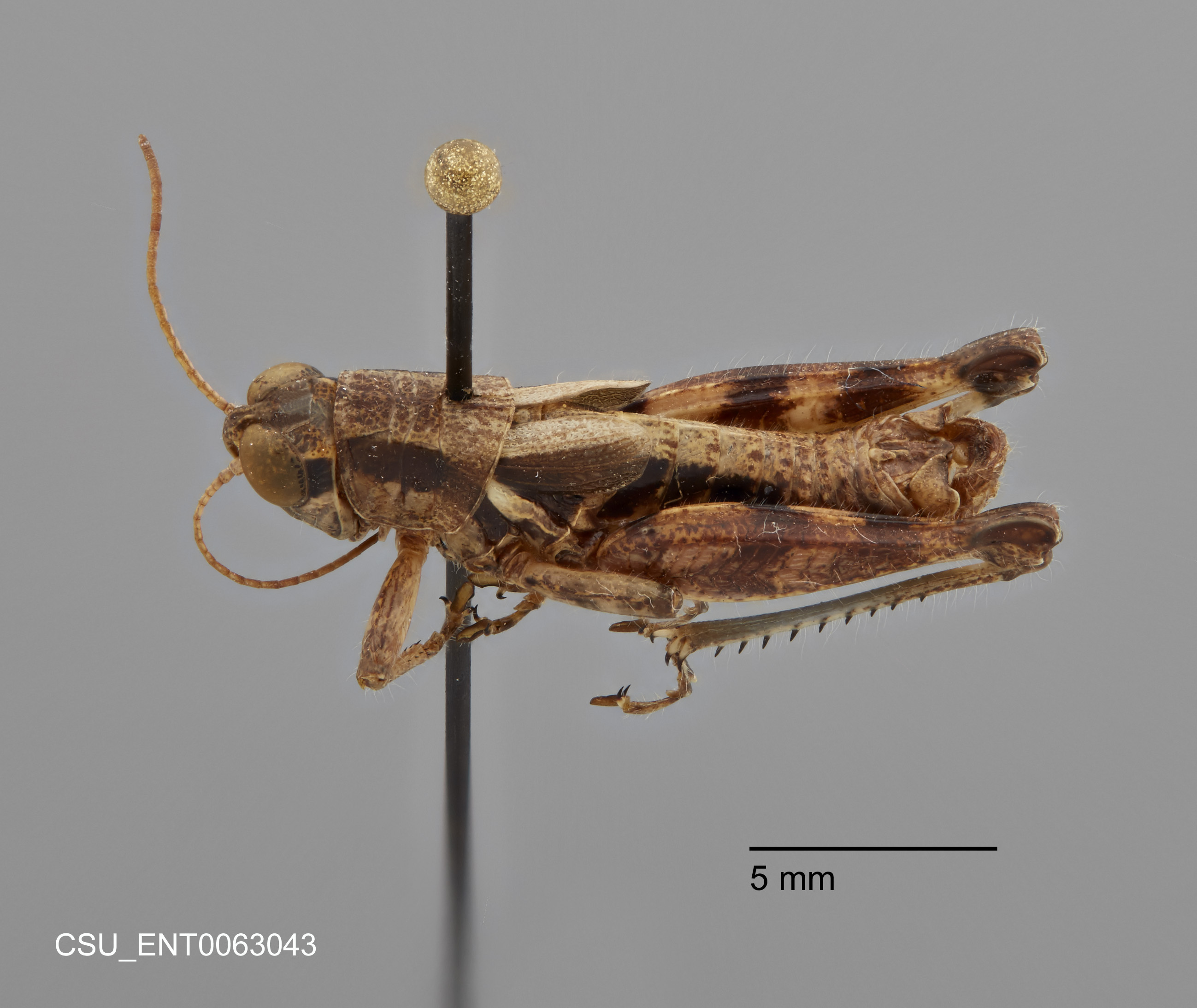 CollectionObject 2053209; 33e8df06-91e5-4387-9571-9fb4d05e3274: (CollectionObject).