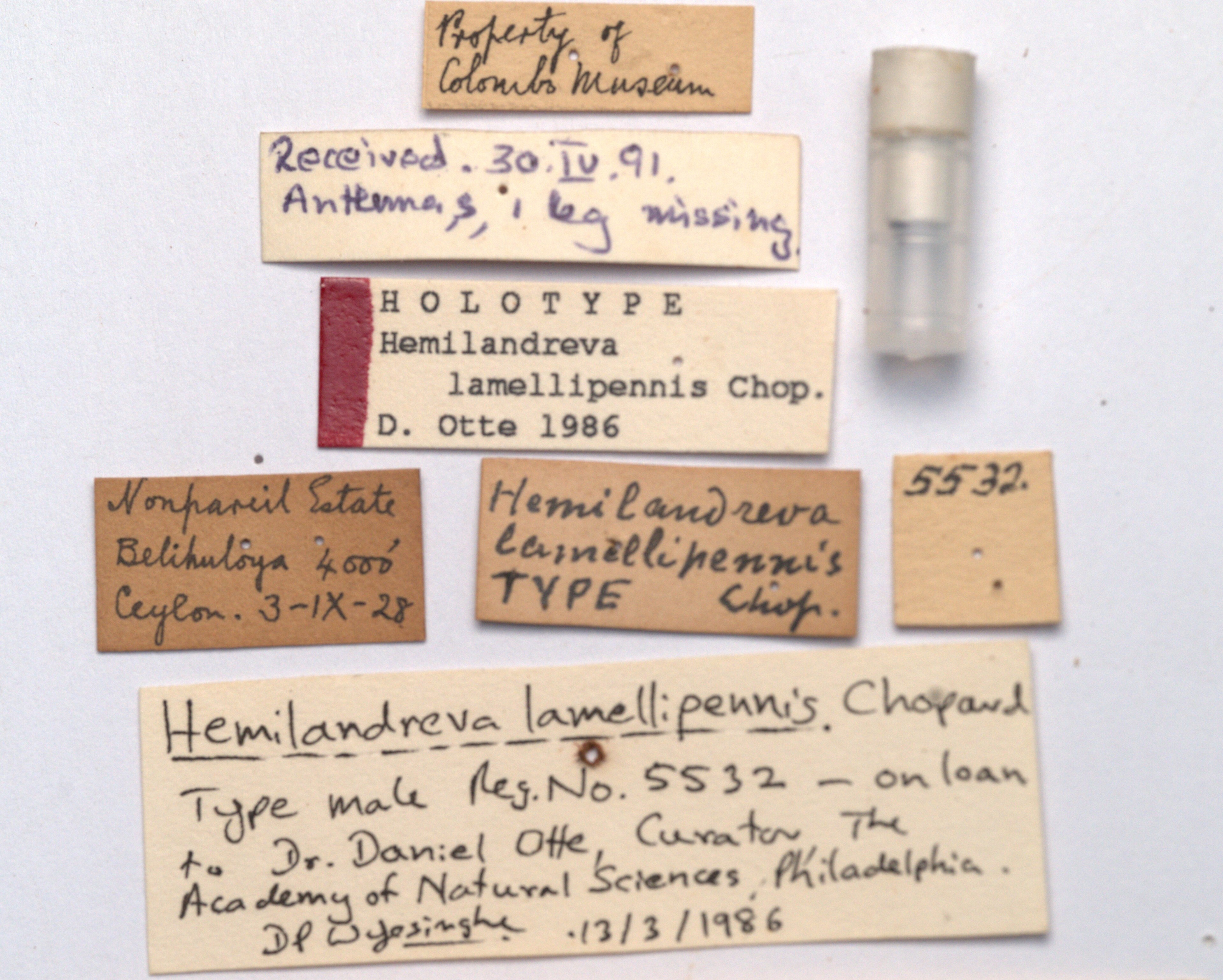 CollectionObject 1542398; ebacdc3e-60e7-4141-a356-3953e0075b59, CNMS 5532: labels (holotype). (CollectionObject).