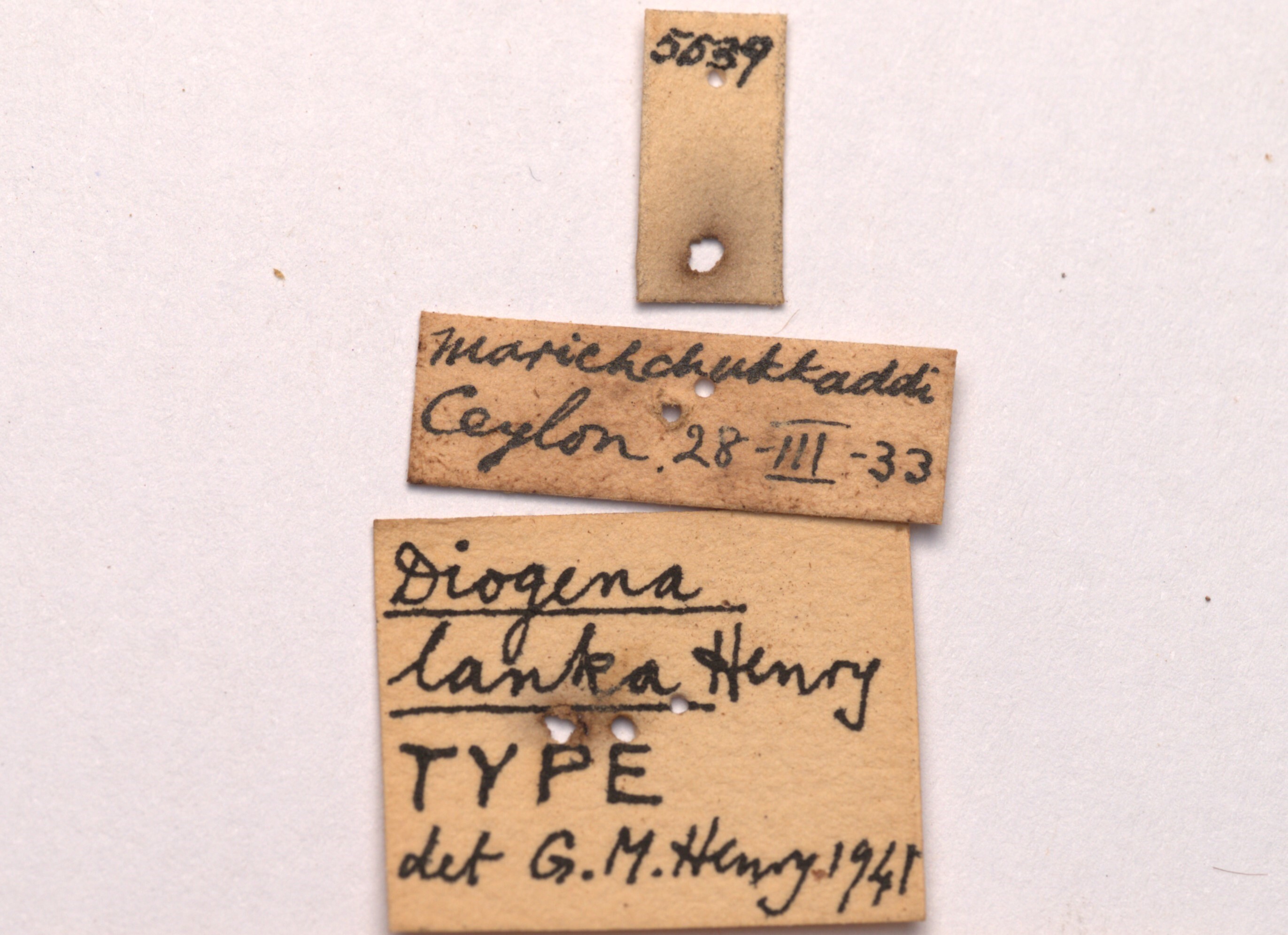 CollectionObject 2053397; CNMS 5539, 922b698b-37e9-47e1-ba37-9a6dc72f4e17: labels (holotype). (CollectionObject).