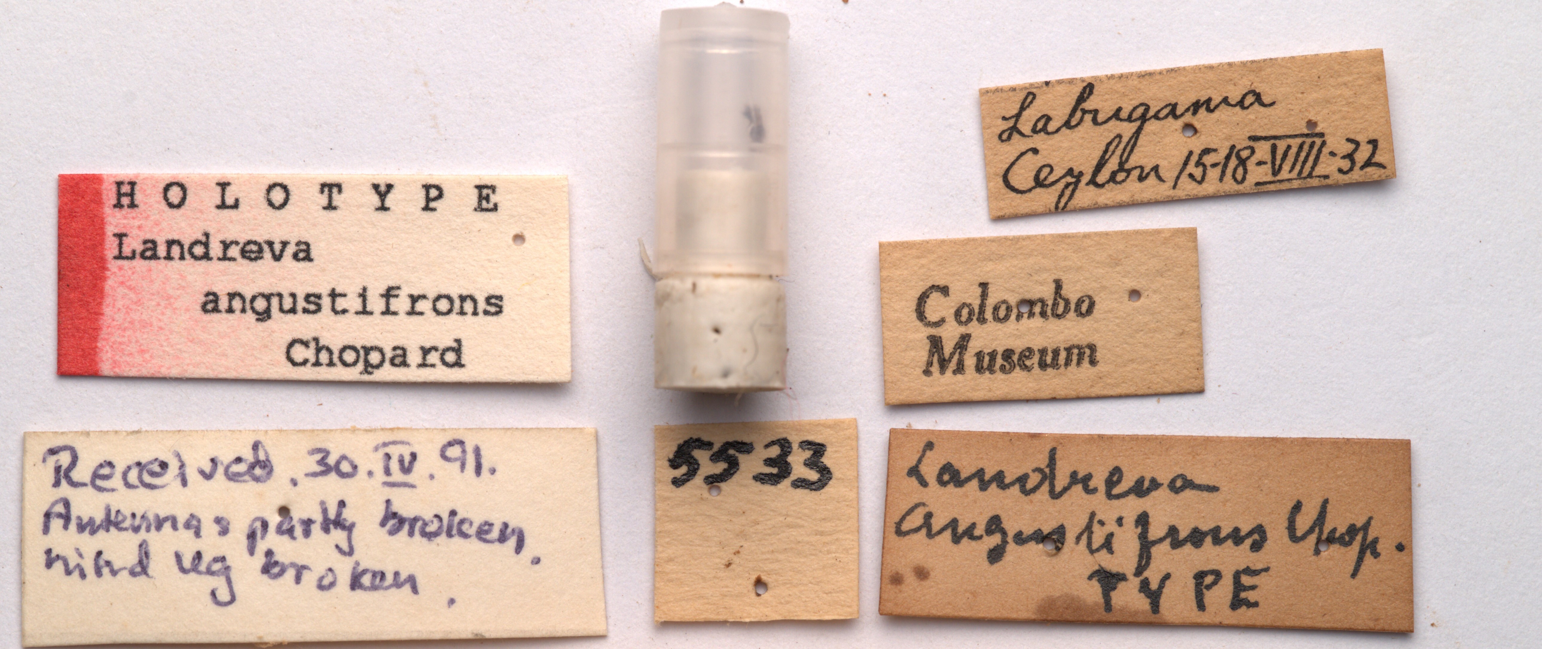 CollectionObject 1542395; 76cfb908-0e15-4bbc-8ecc-3f7f8f6c67ed, CNMS 5533: labels (holotype). (CollectionObject).