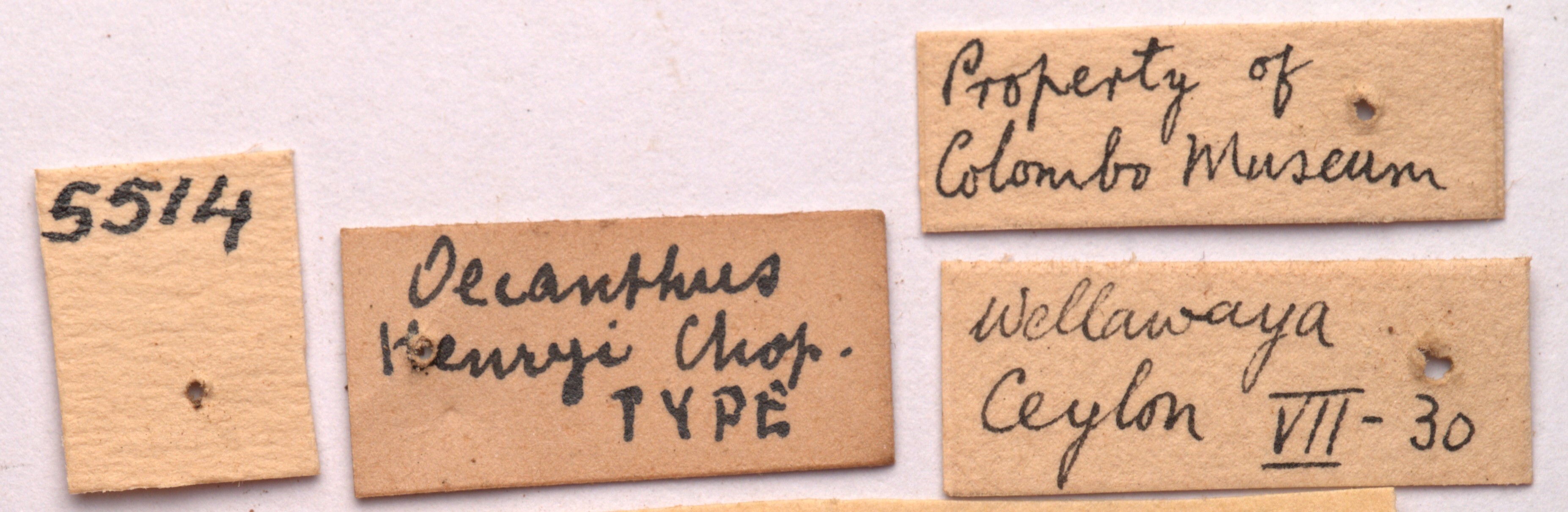 CollectionObject 1542400; 1b8aab4a-7125-4107-9701-a505467b53f7, CNMS 5514: labels (holotype). (CollectionObject).