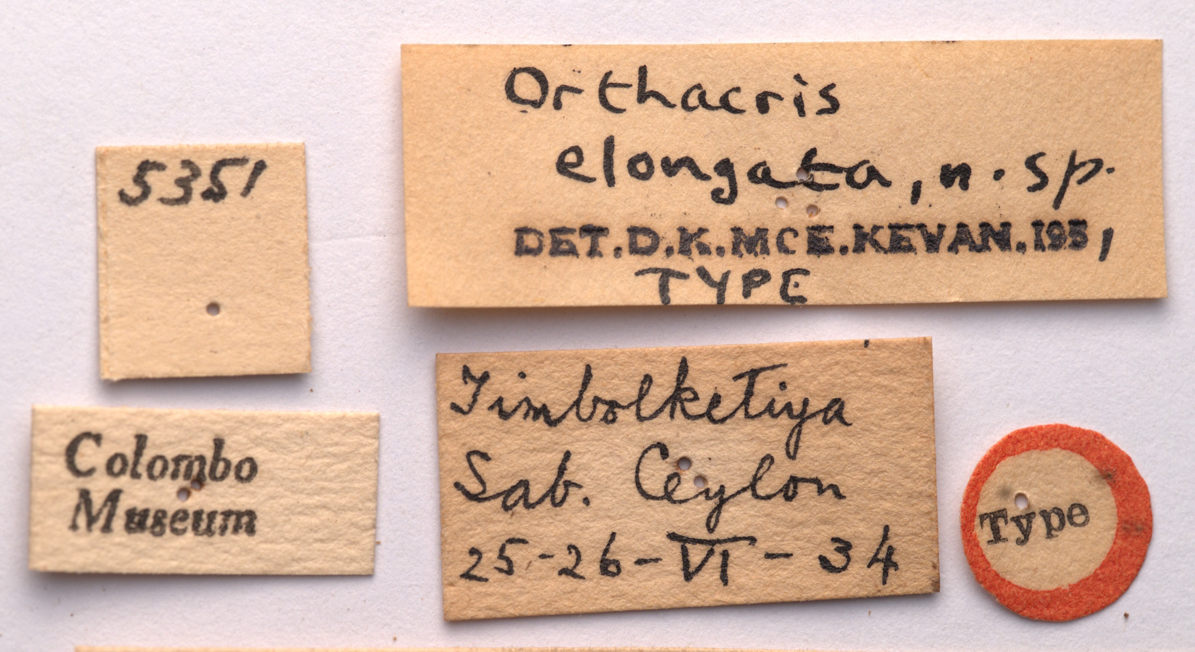 CollectionObject 1542415; CNMS 5351, 8349593b-cba7-4319-b949-f96f7860a9ab: labels (holotype). (CollectionObject).