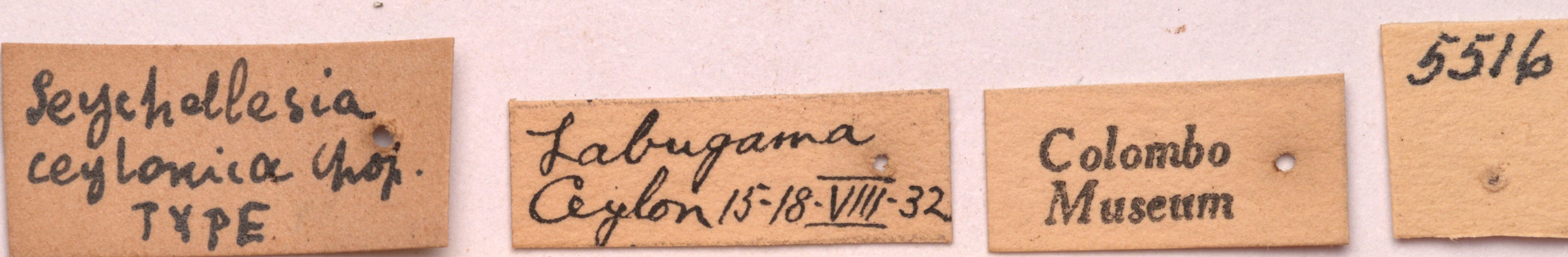 CollectionObject 1542413; f9b3634e-d818-4e3f-bcda-e52e409e3064, CNMS 5516: labels (holotype). (CollectionObject).