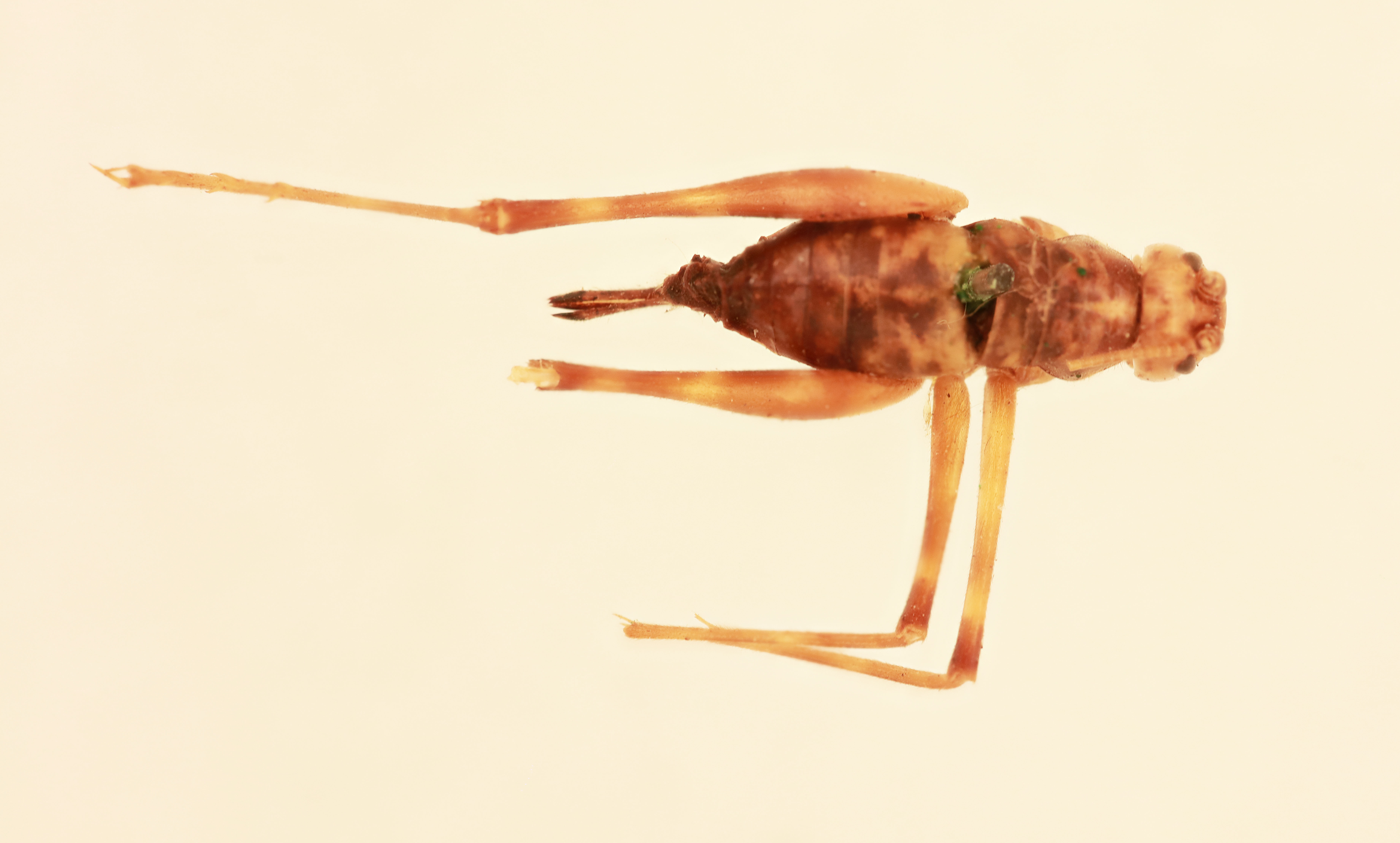 CollectionObject 1506160; b8c2d178-8ad7-424f-b2c3-0e10a20f5ba1, NHMUK015982384: nymph, dorsal view (holotype). (CollectionObject).