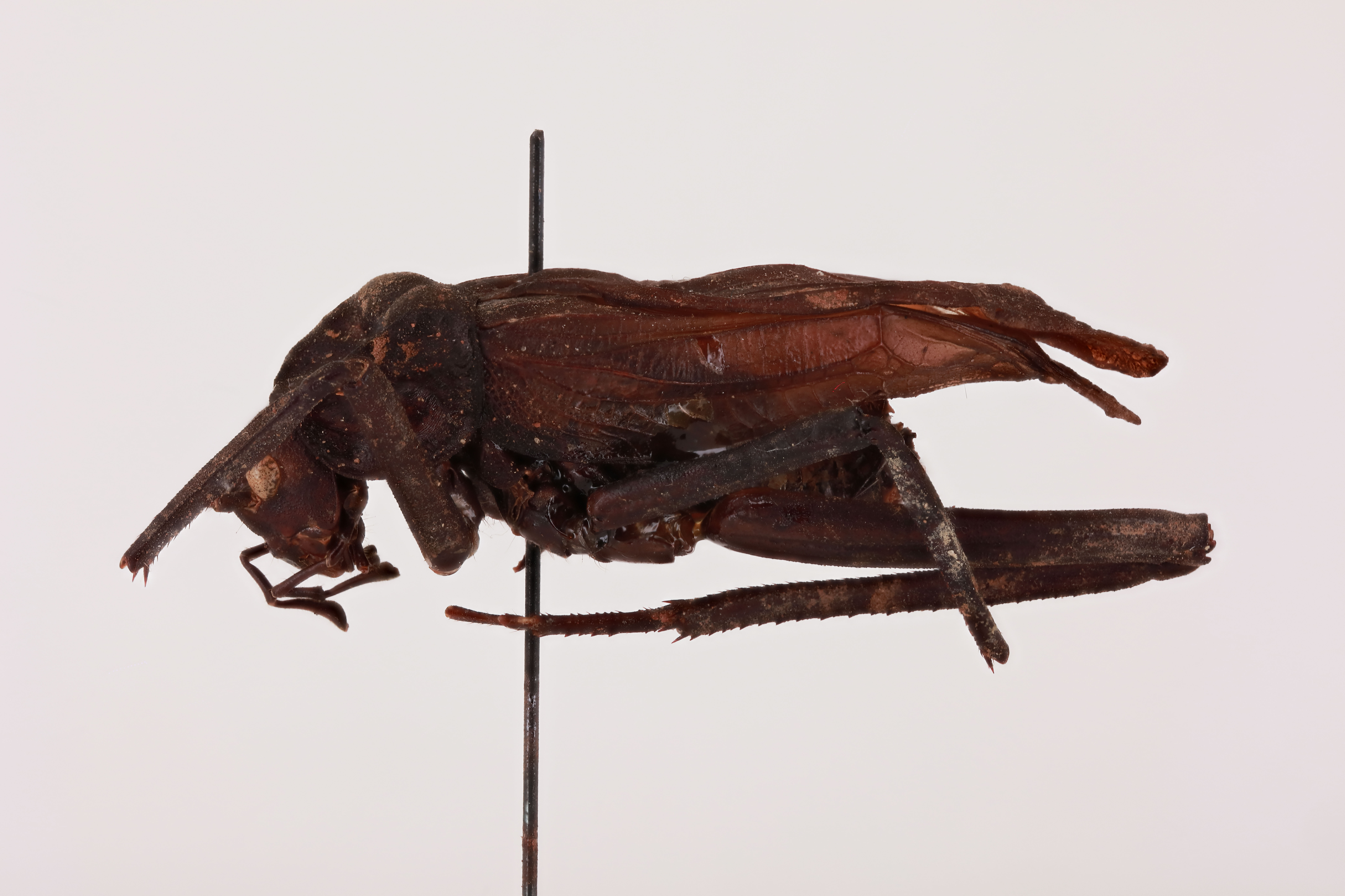 CollectionObject 1517612; 209e5144-cf71-46e8-ab81-187fedd70a01, NHMUK015982430: male, lateral view (holotype). (CollectionObject).
