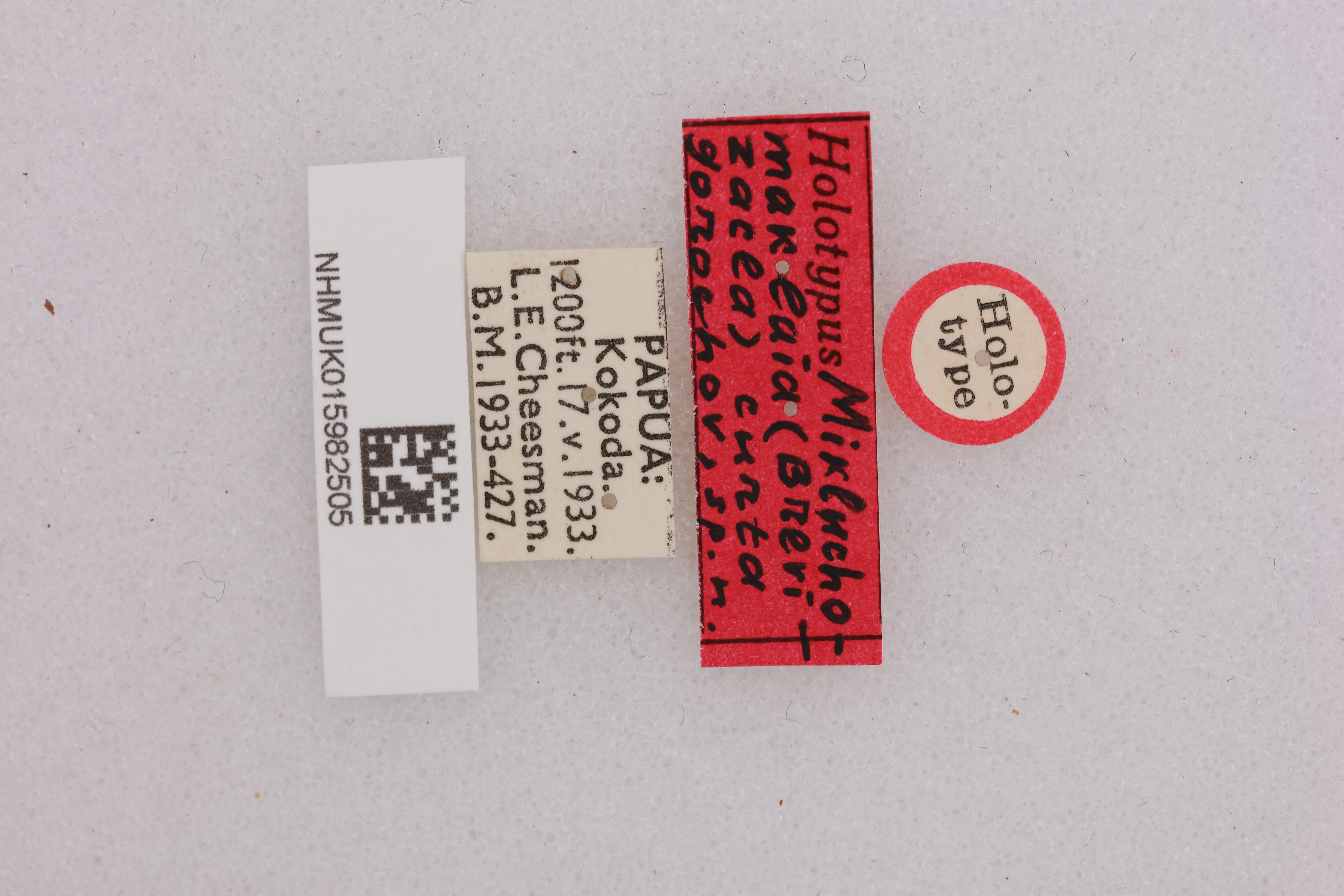 CollectionObject 1477809; NHMUK015982505, debcfed8-d2af-4038-b86c-22a880126fac: labels (holotype). (CollectionObject).