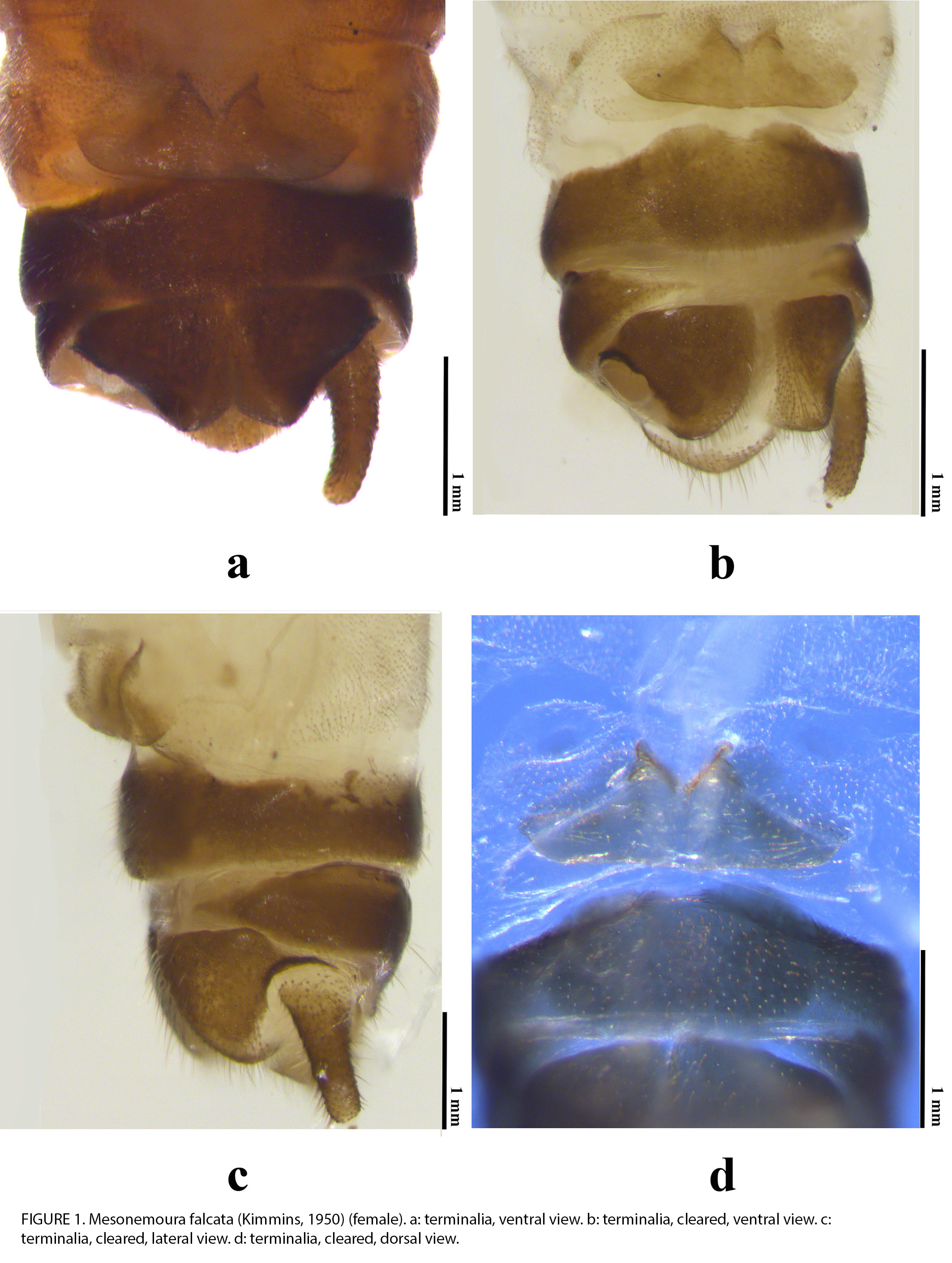 Mesonemoura falcata (Kimmins, 1950): Mesonemoura falcata. (Otu).