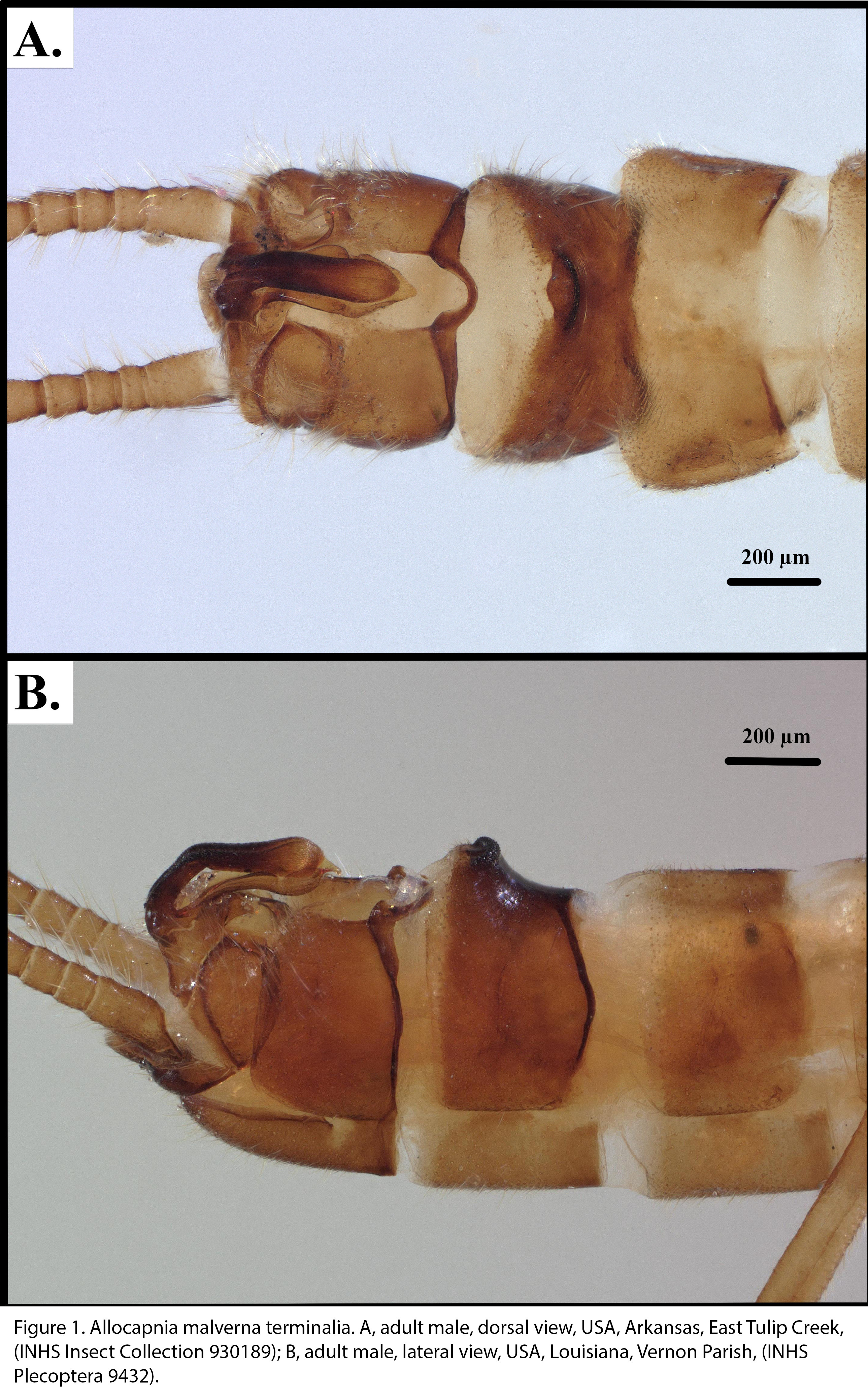 Allocapnia malverna Ross, 1964: Allocapnia malverna, male. (Otu).