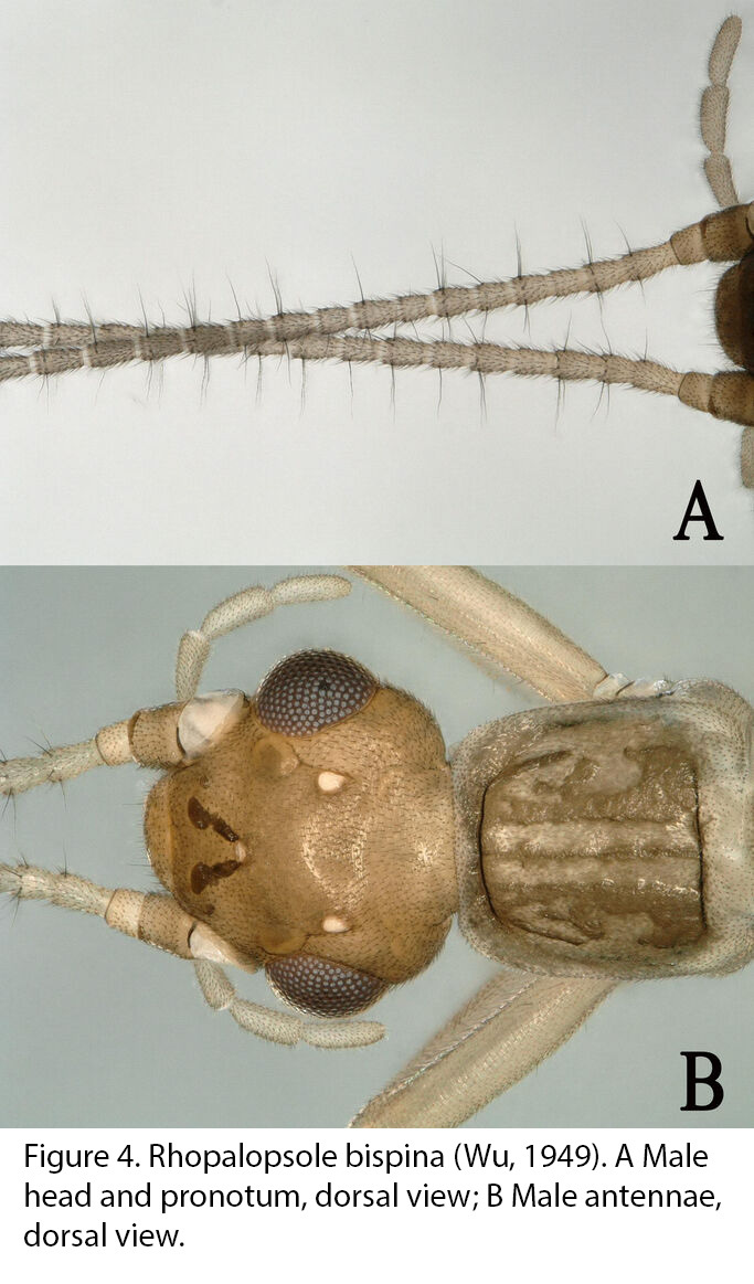 Rhopalopsole bispina (Wu, 1949): Rhopalopsole bispina. (Otu).