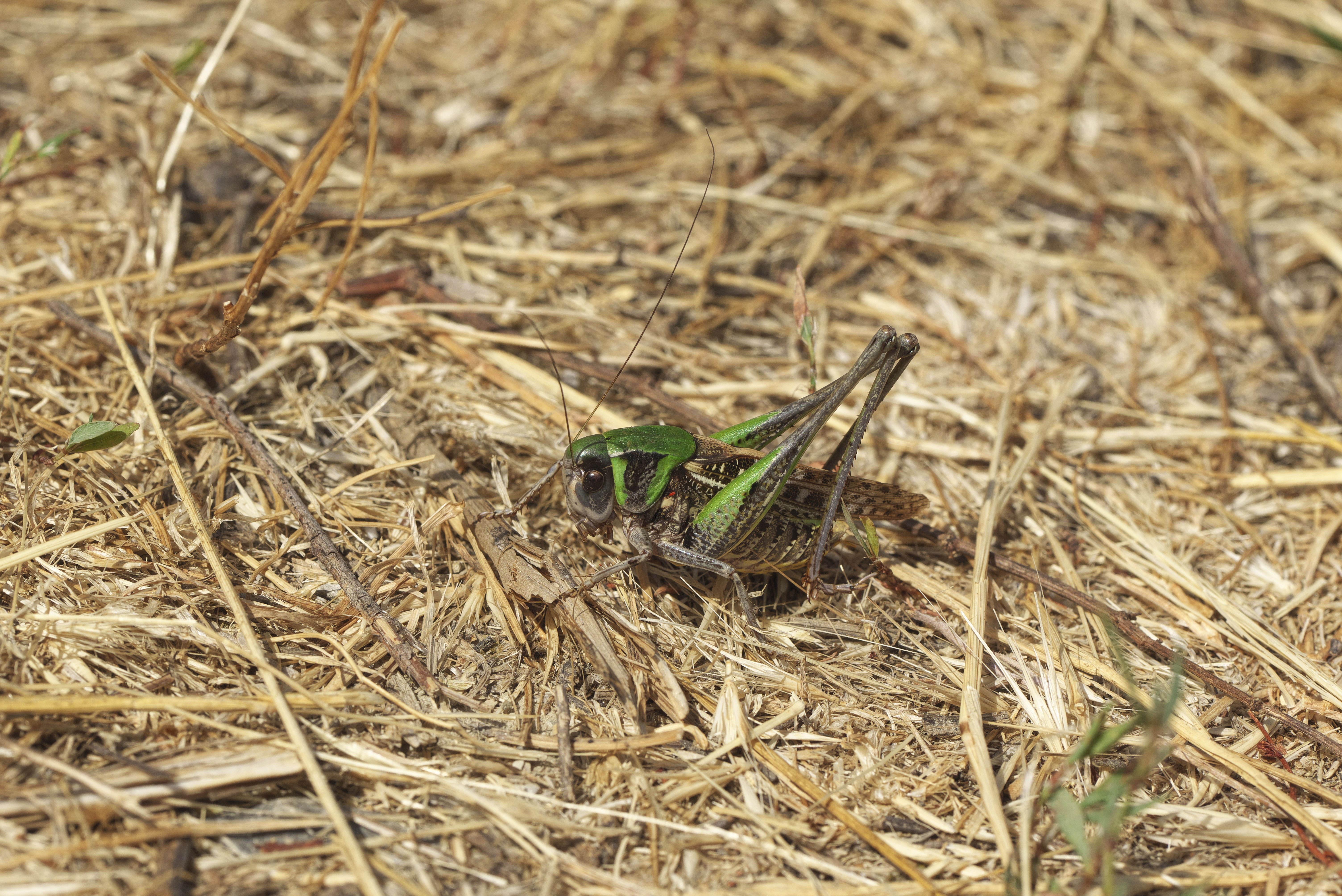 CollectionObject 2061734; 36ad4fa7-5981-4c03-8bd5-f68428d9d52c: Male. (CollectionObject).