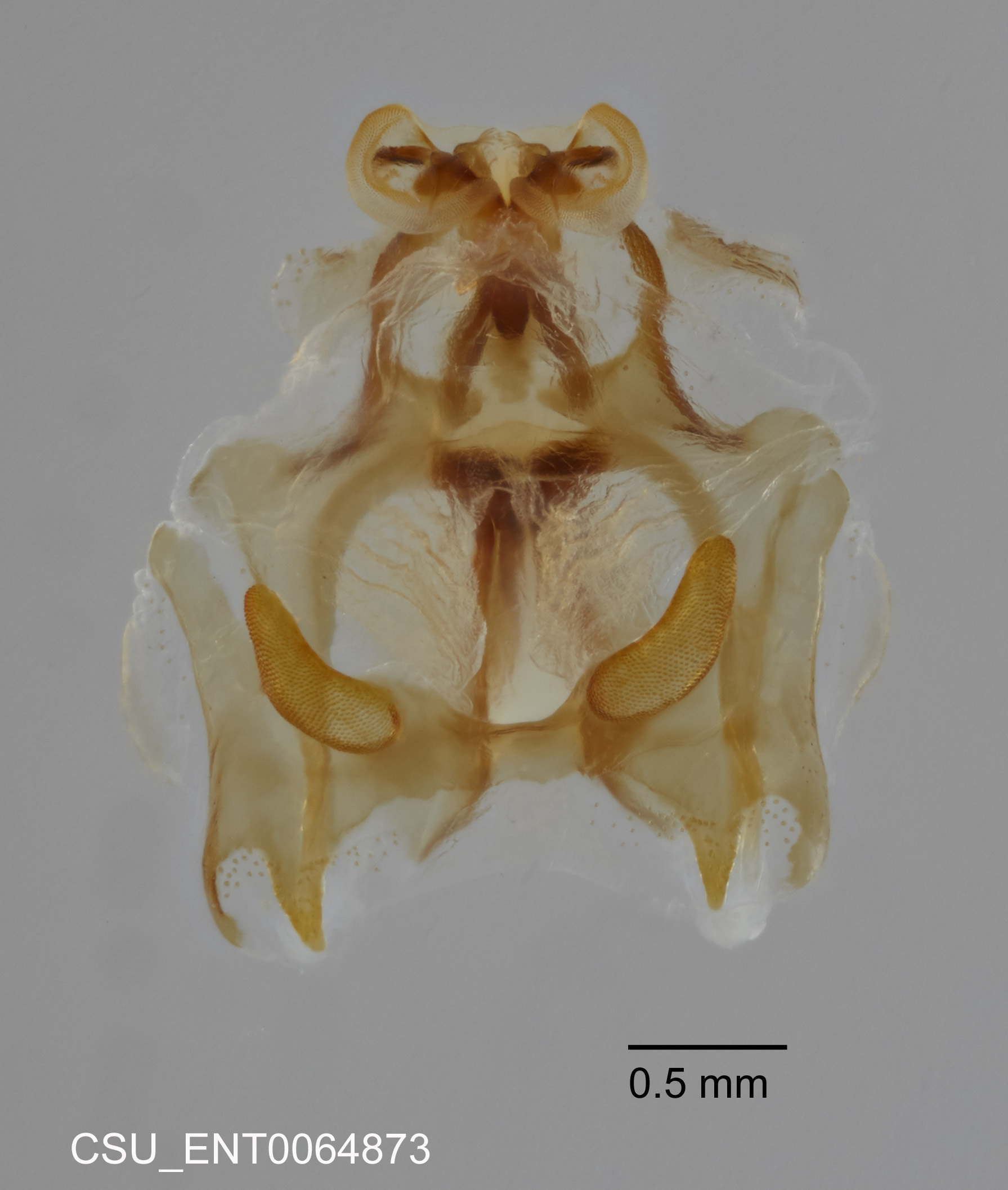 CollectionObject 2062030; df448277-cbac-48a1-b791-49cda9fa9d3b: Phallic complex, dorsal. (CollectionObject).