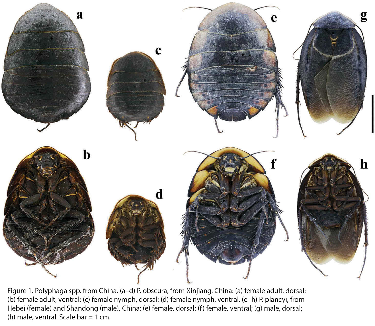 Polyphaga obscura Chopard, 1929: Polyphaga obscura. (Otu).