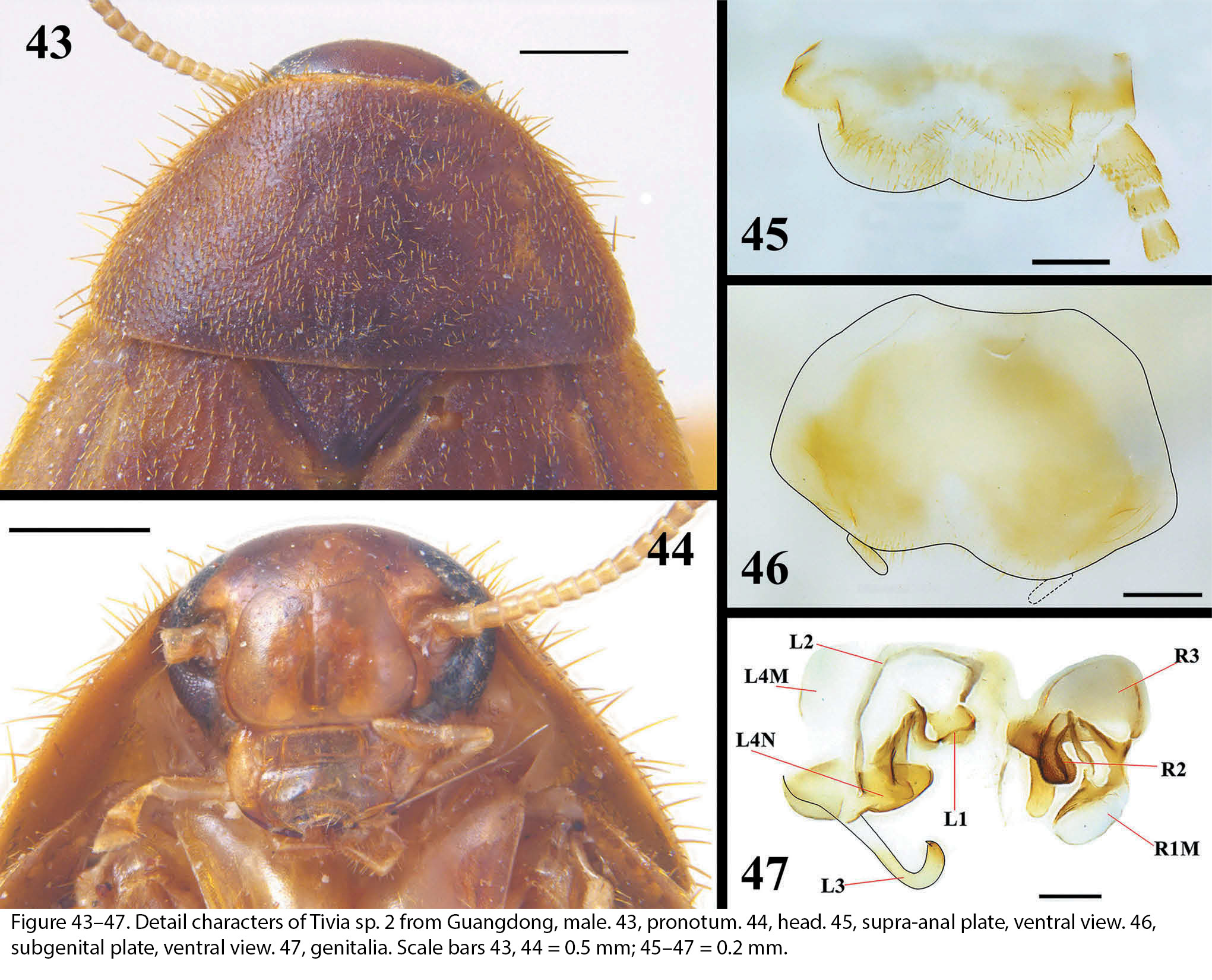 Tivia Walker, 1869: Tivia sp. (Otu).