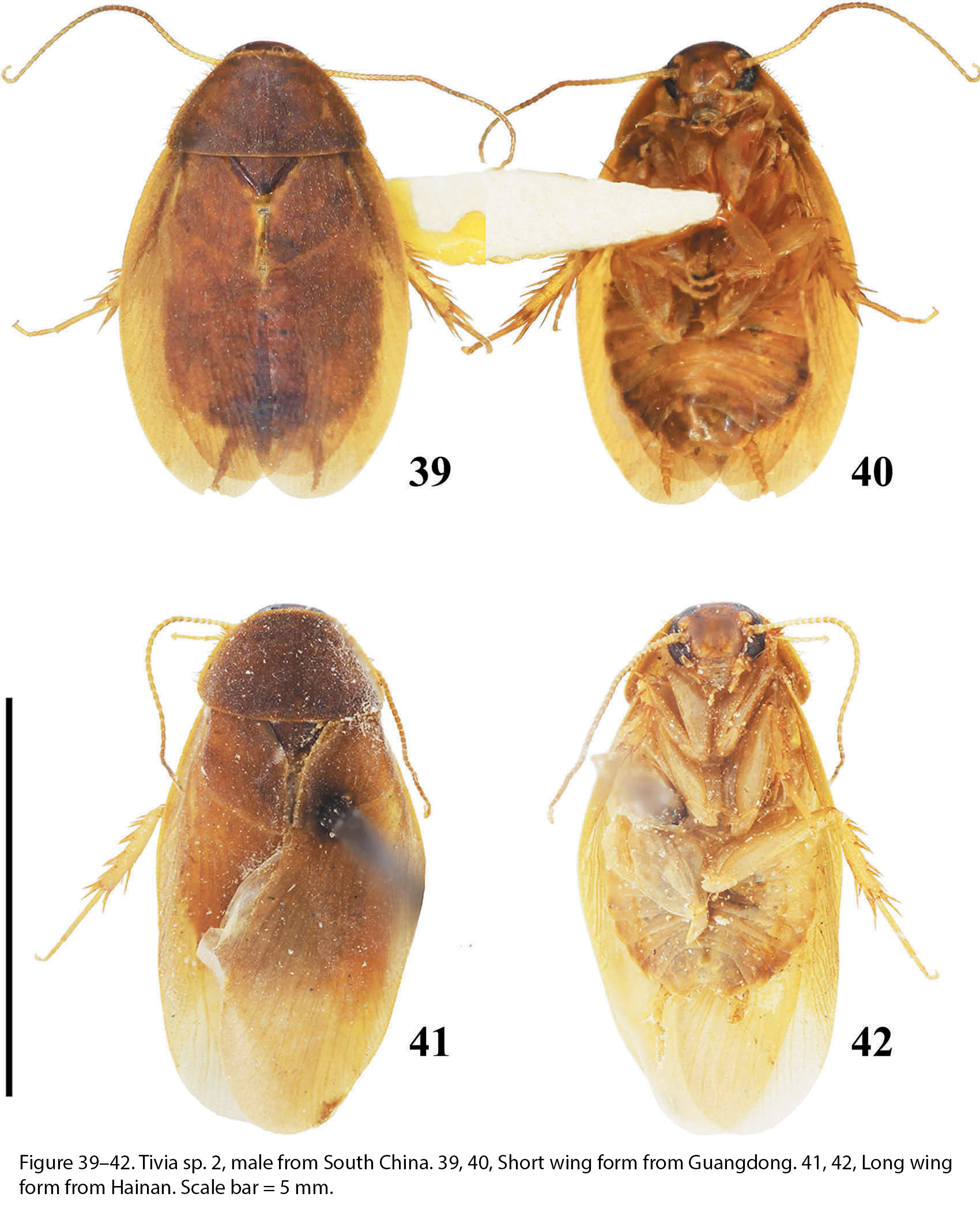 Tivia Walker, 1869: Tivia sp. (Otu).
