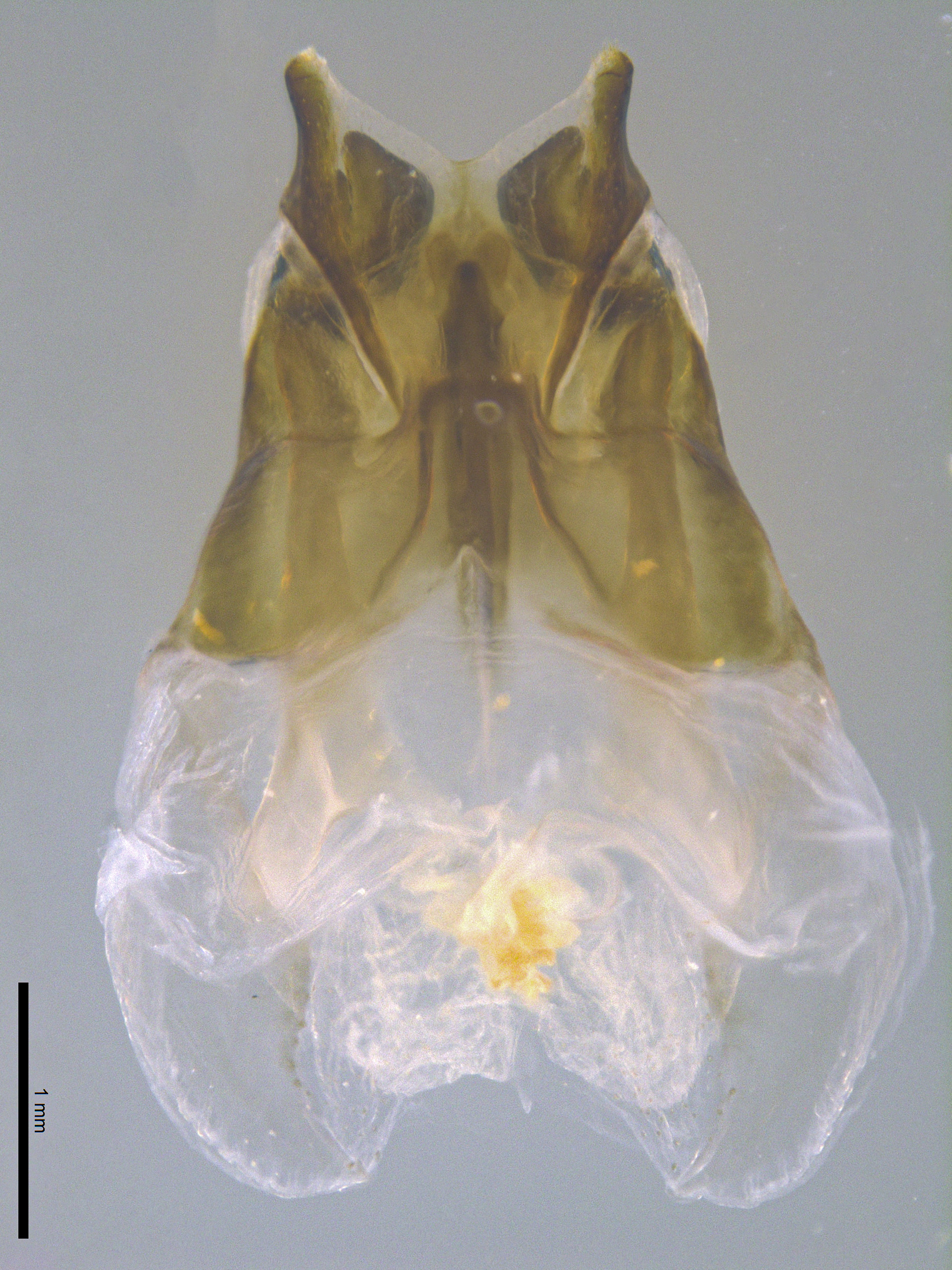 CollectionObject 2062453; 8da00f23-769f-4ef4-98e8-b6be70b945ae: Phallus, dorsal view. (CollectionObject).