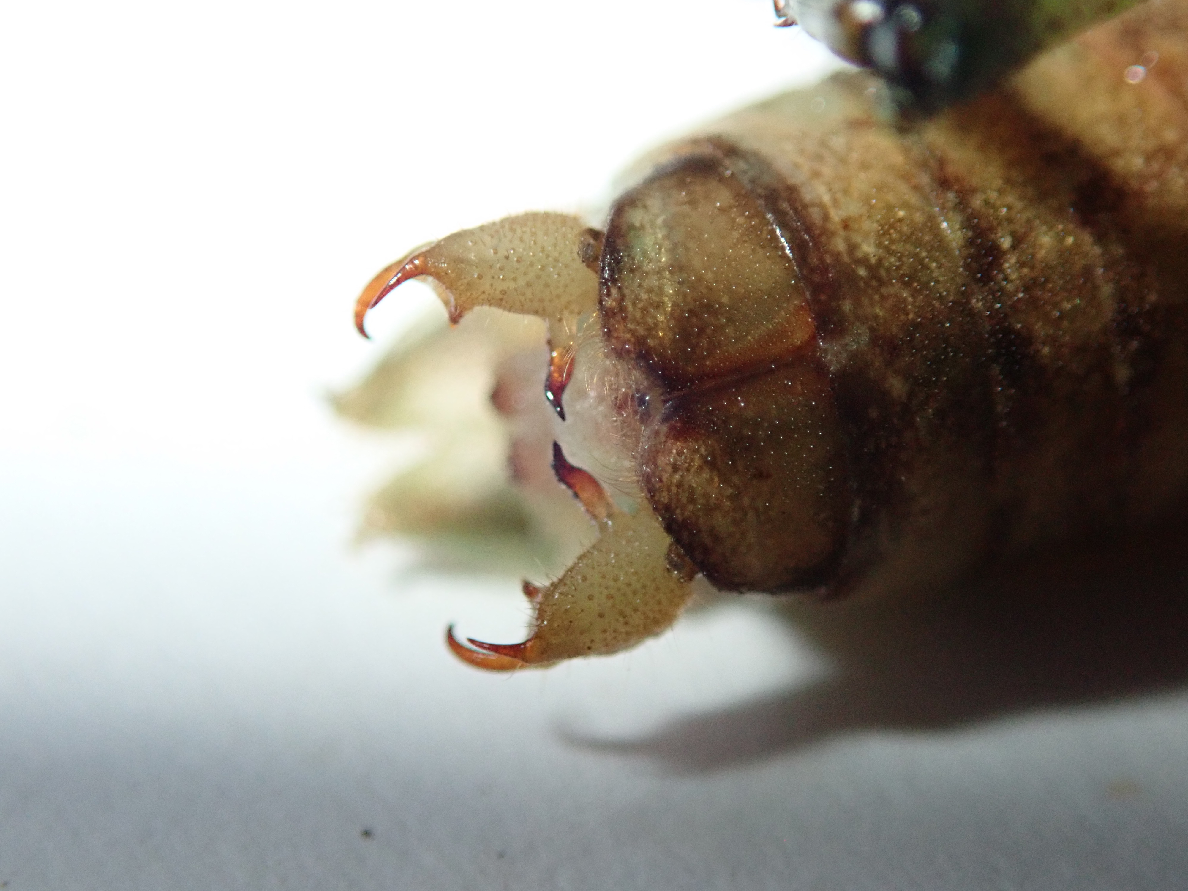 CollectionObject 1588086; feb862cd-0ee6-4df4-ba7e-2a99736421b9: male, cerci (holotype). (CollectionObject).