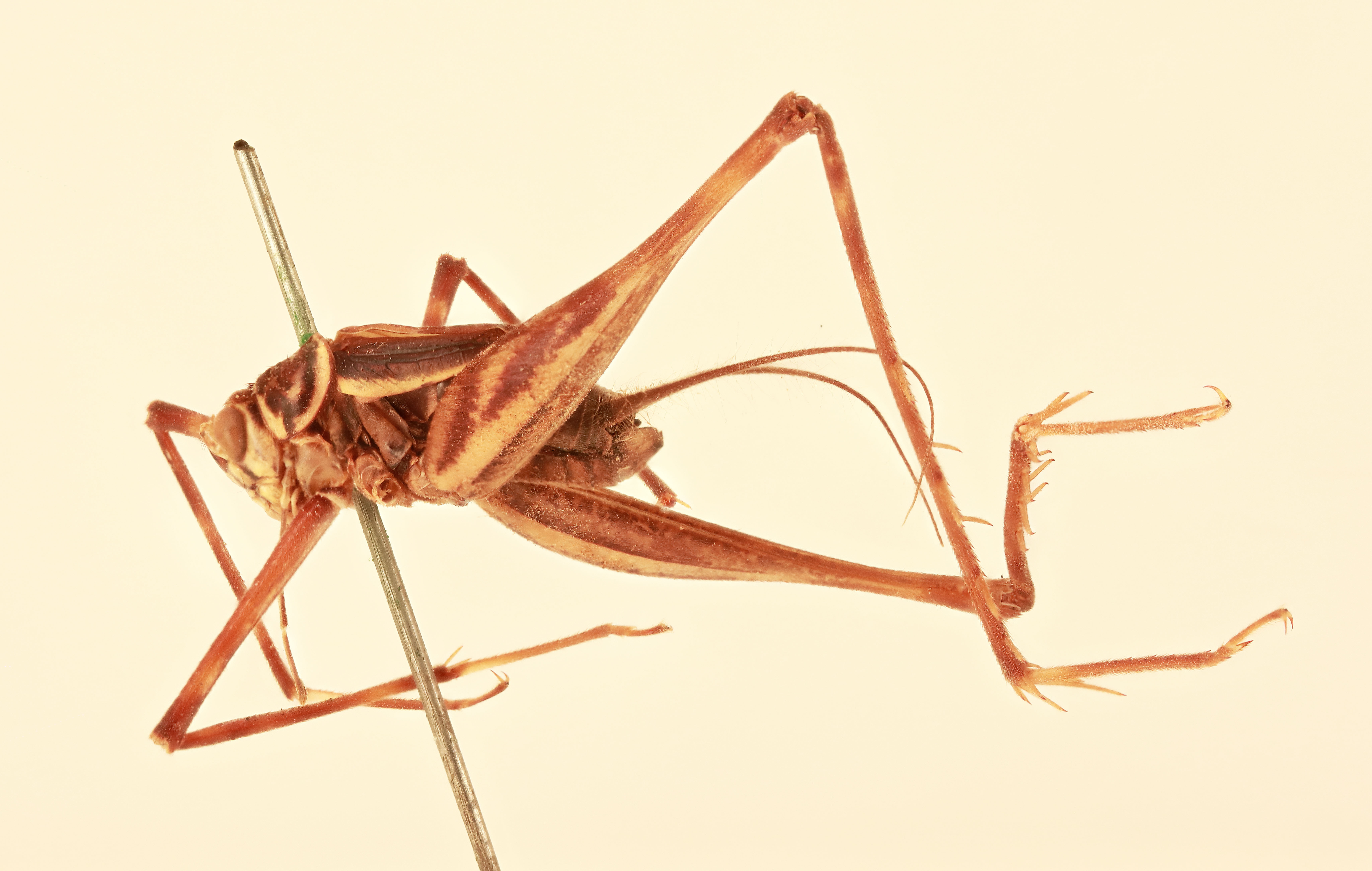 CollectionObject 2063960; 88530bc8-6b41-49a8-82a7-d47daf1987a4, NHMUK015982433: male, lateral view (syntype). (CollectionObject).