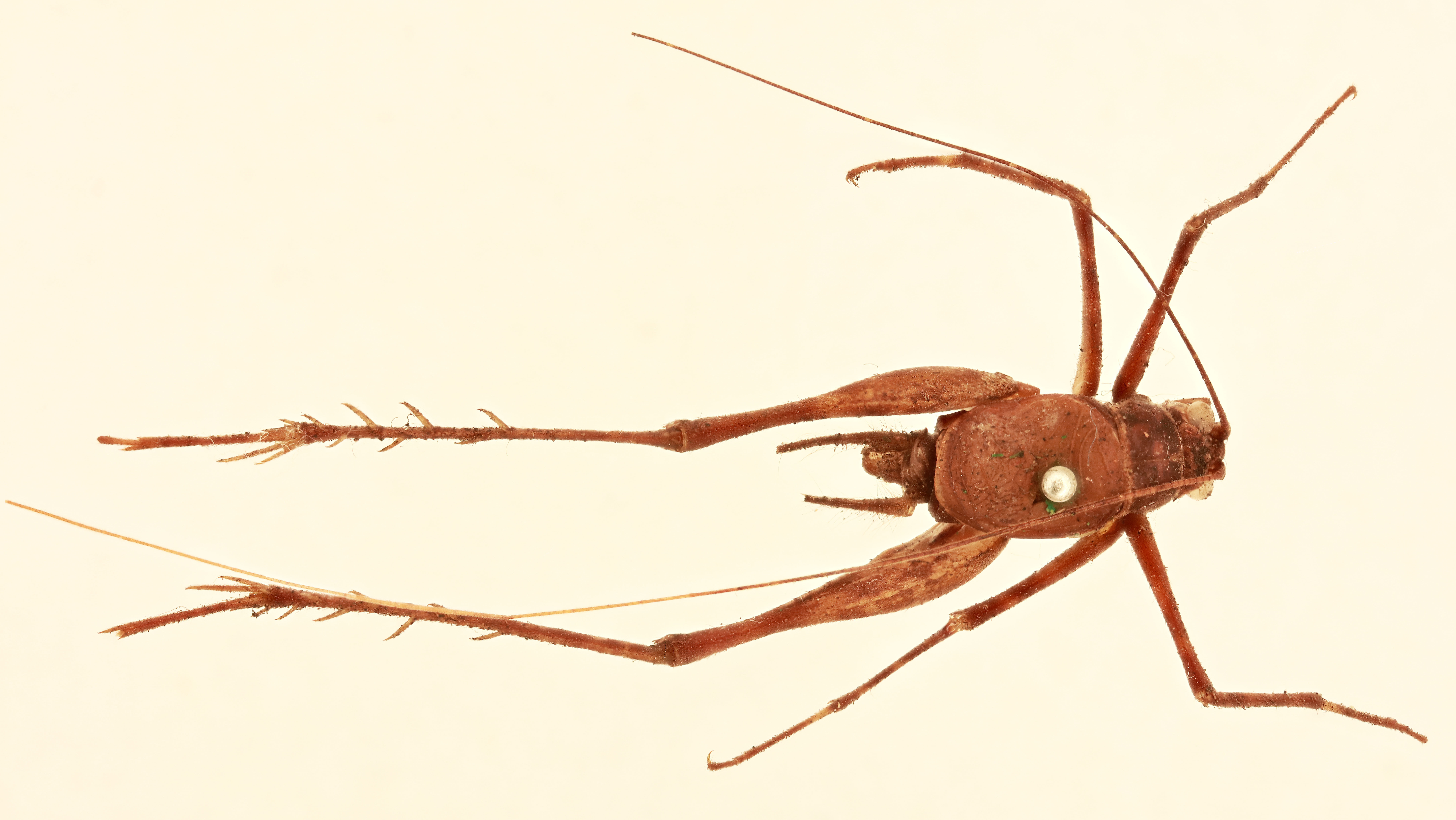 CollectionObject 1518344; 56a3f672-80ca-4059-9c89-cb1ebc0a6027, NHMUK015982369: male, dorsal view (holotype). (CollectionObject).