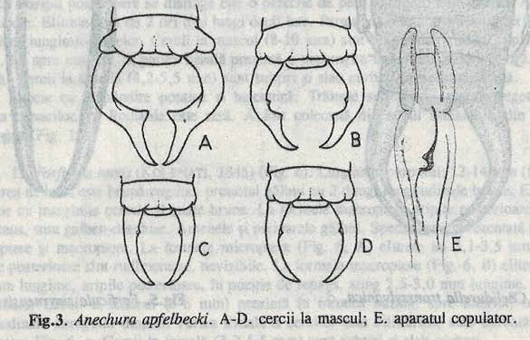 Mesochelidura apfelbecki (Werner, 1907): (Otu).