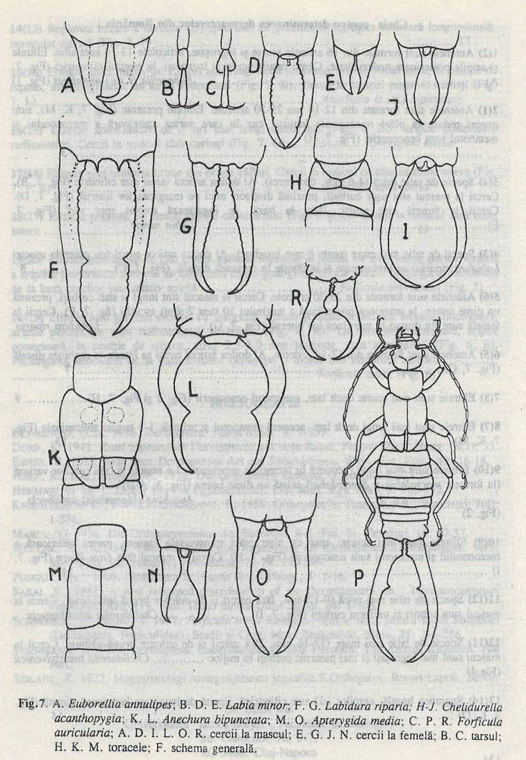 Labia minor (Linnaeus, 1758): (Otu).