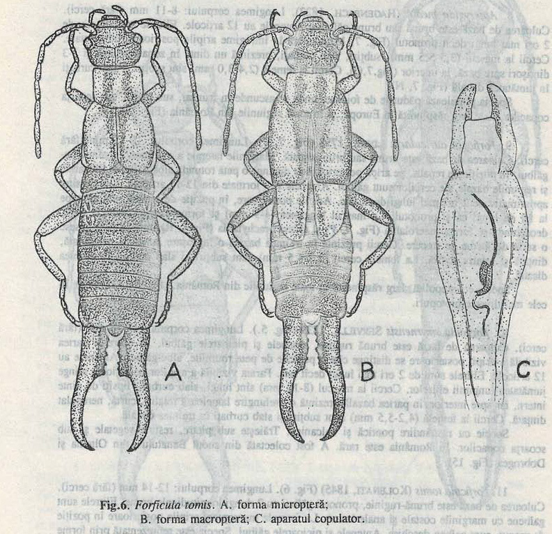 Forficula tomis (Kolenati, 1846): (Otu).