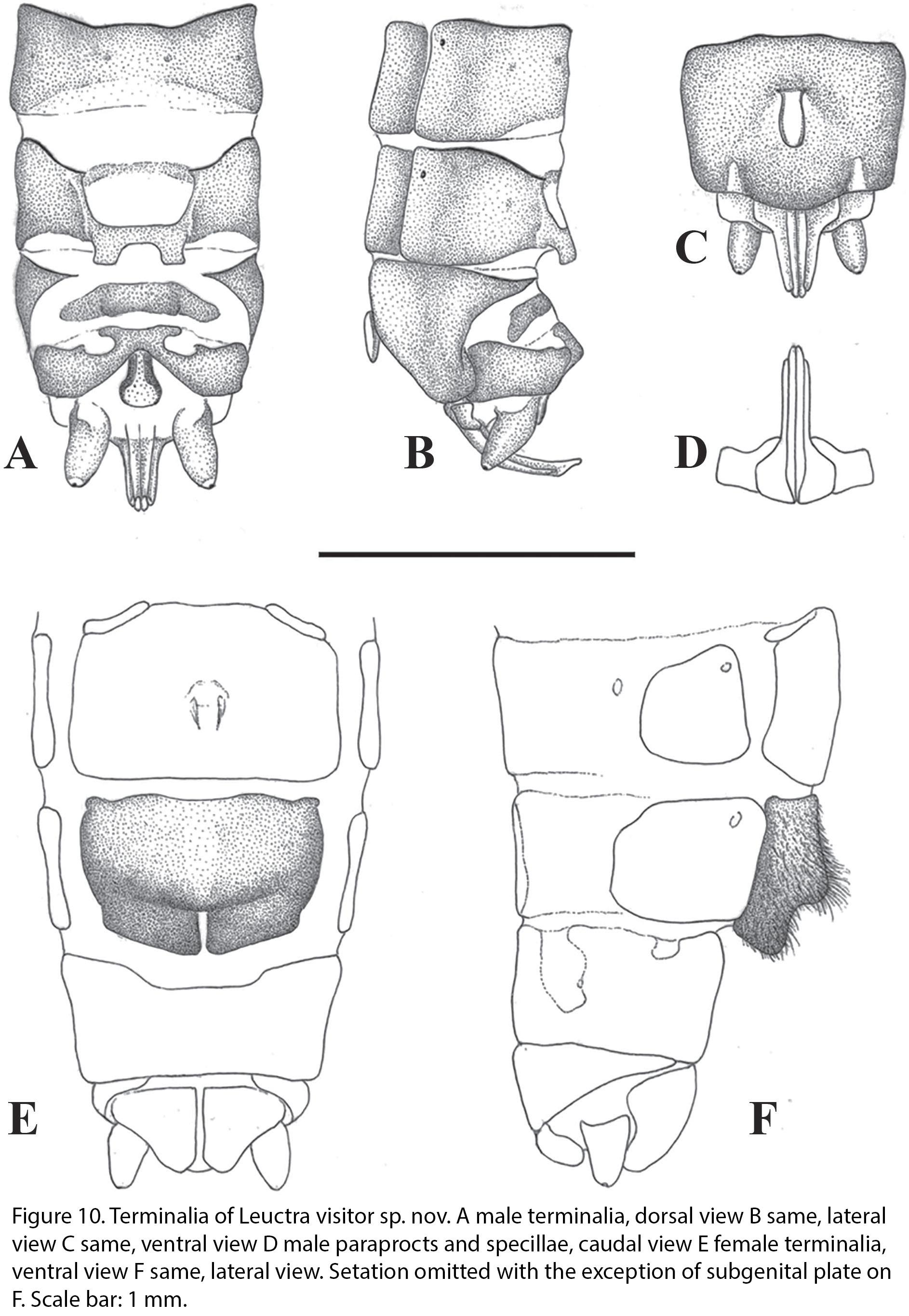 Leuctra visitor Murányi & Kovács, 2024: (Otu).