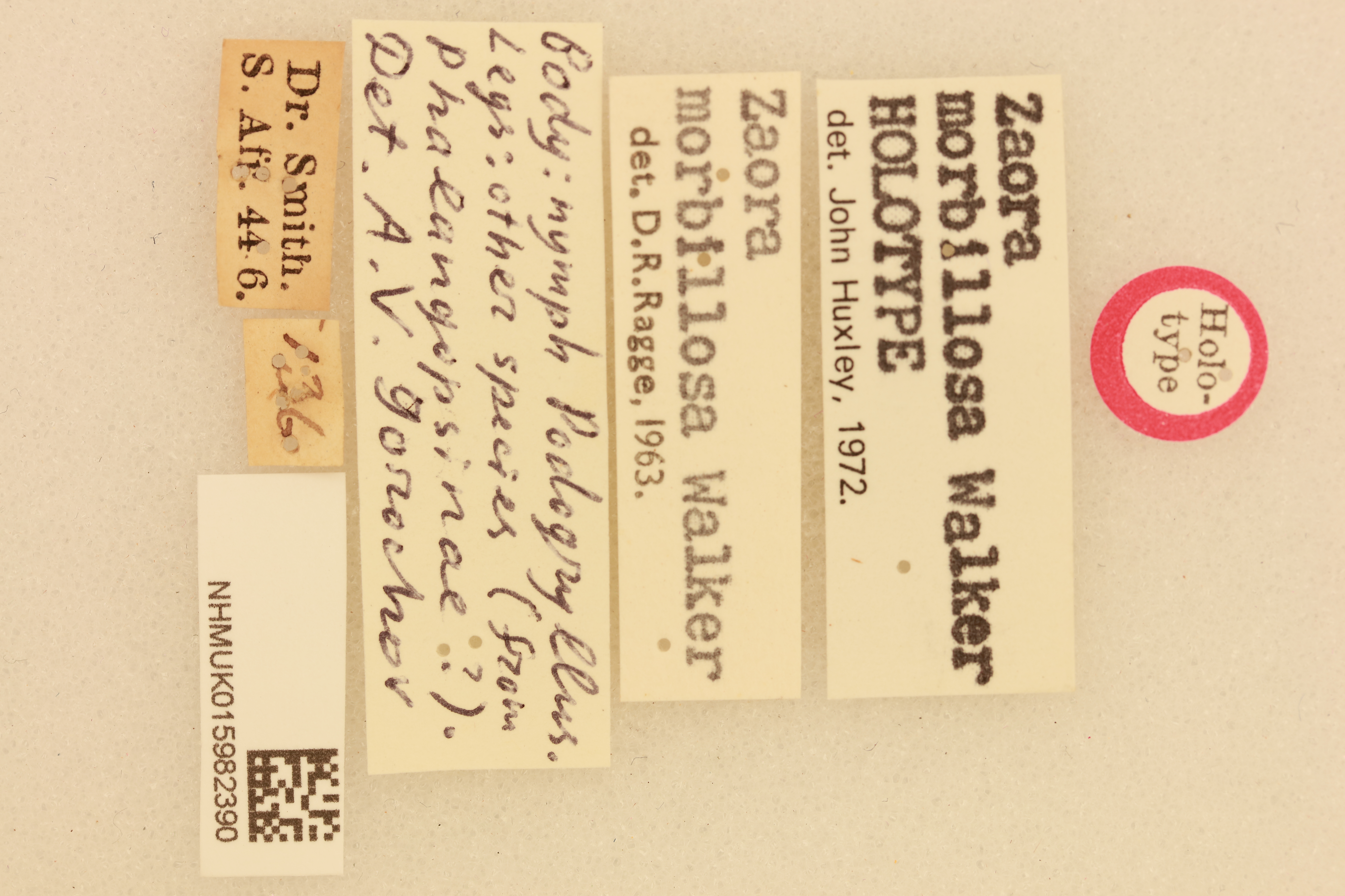 CollectionObject 1518342; 21a36cde-01cf-41f7-b361-dc4d1996bd24, NHMUK015982390: labels (holotype). (CollectionObject).