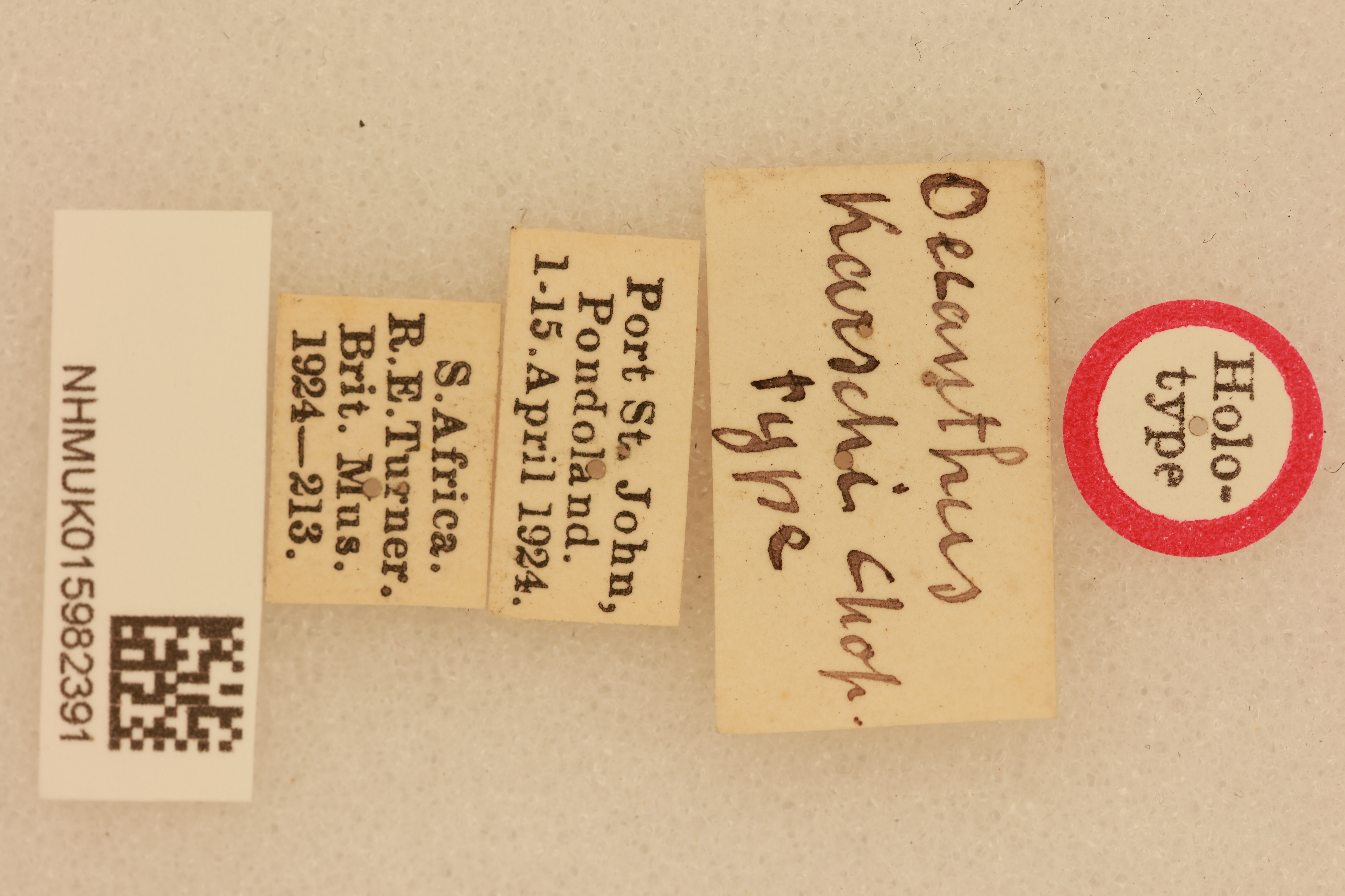 CollectionObject 1517878; NHMUK015982391, b29d4d00-3384-4f98-ba12-61641470f454: labels (holotype). (CollectionObject).