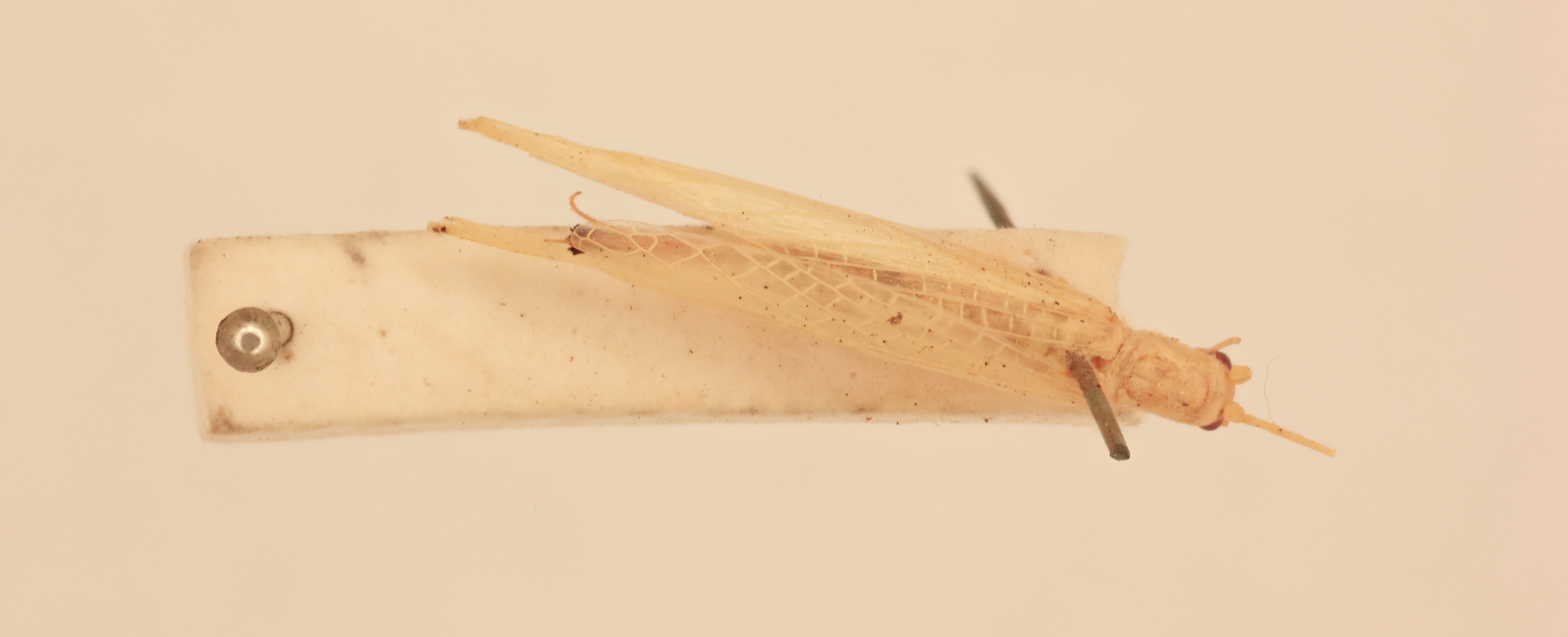 CollectionObject 2066836; 37decc49-b78d-40f2-8092-f1c6c281a043, NHMUK015982382: female, dorsal view (syntype). (CollectionObject).