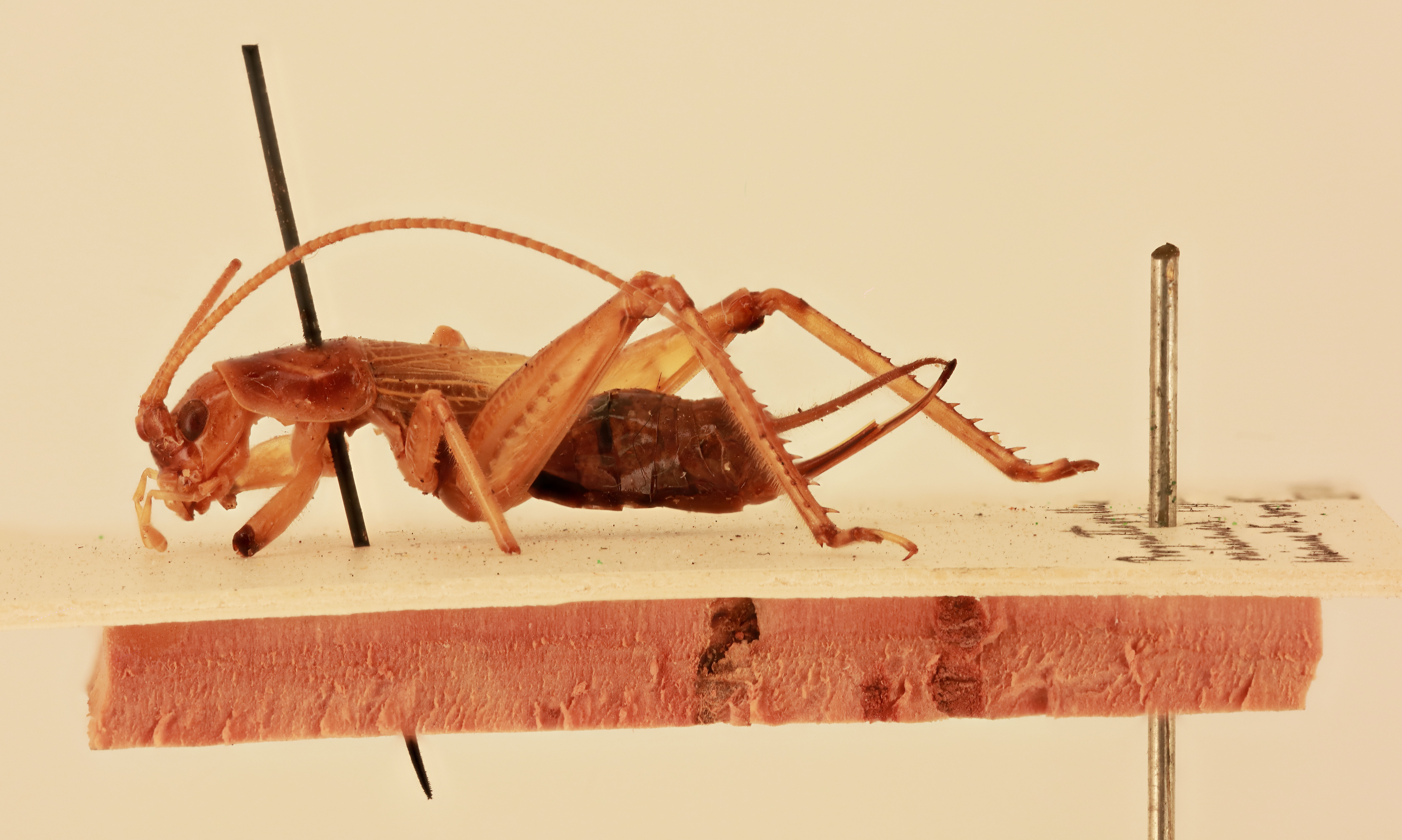 CollectionObject 1517834; c96e14e8-db87-4b84-84b4-0ed102b3ced8, NHMUK015982389: female, lateral view (holotype). (CollectionObject).