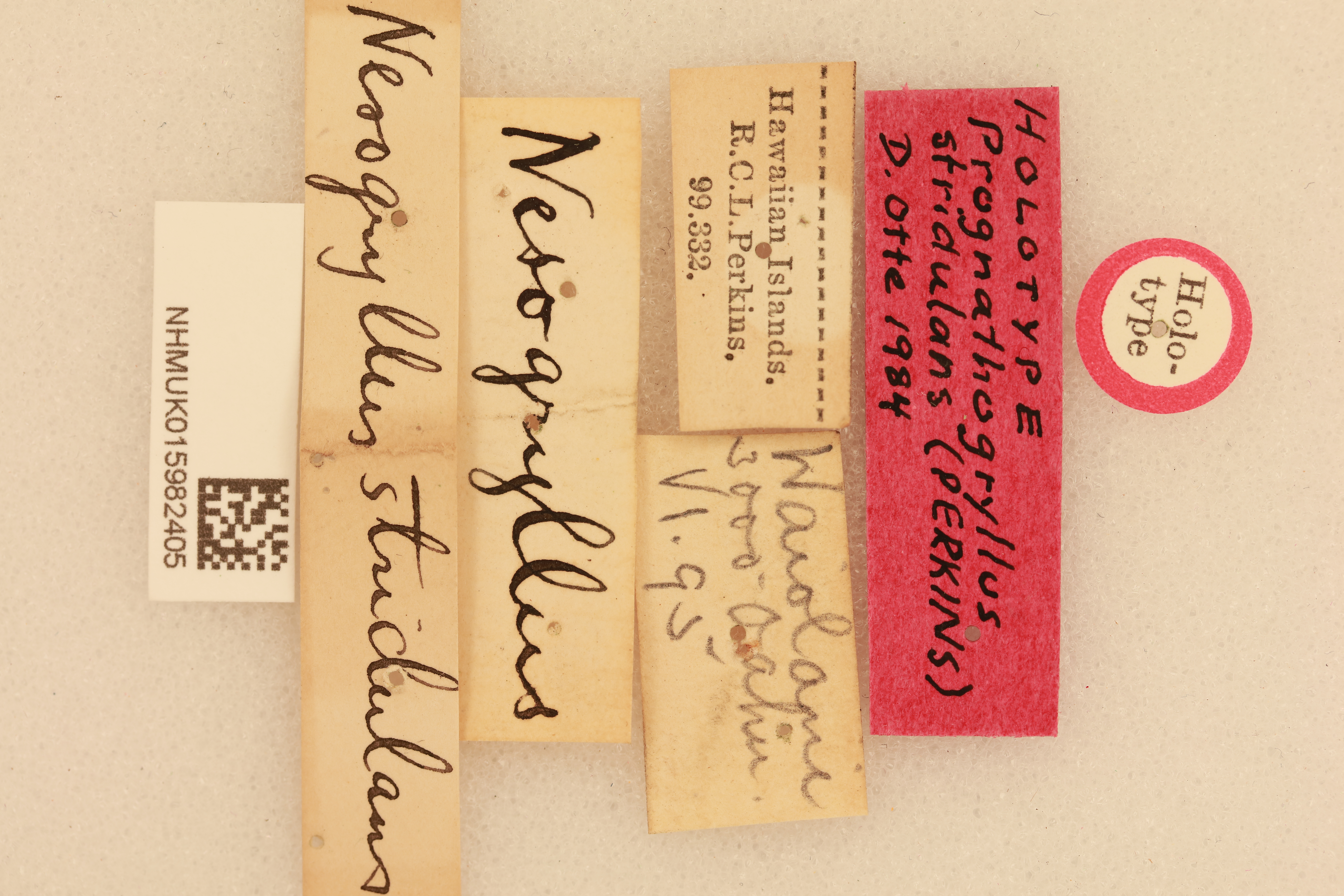 CollectionObject 1517849; cb58f5d9-e093-42ce-9905-d4985b705f48, NHMUK015982405: labels (holotype). (CollectionObject).