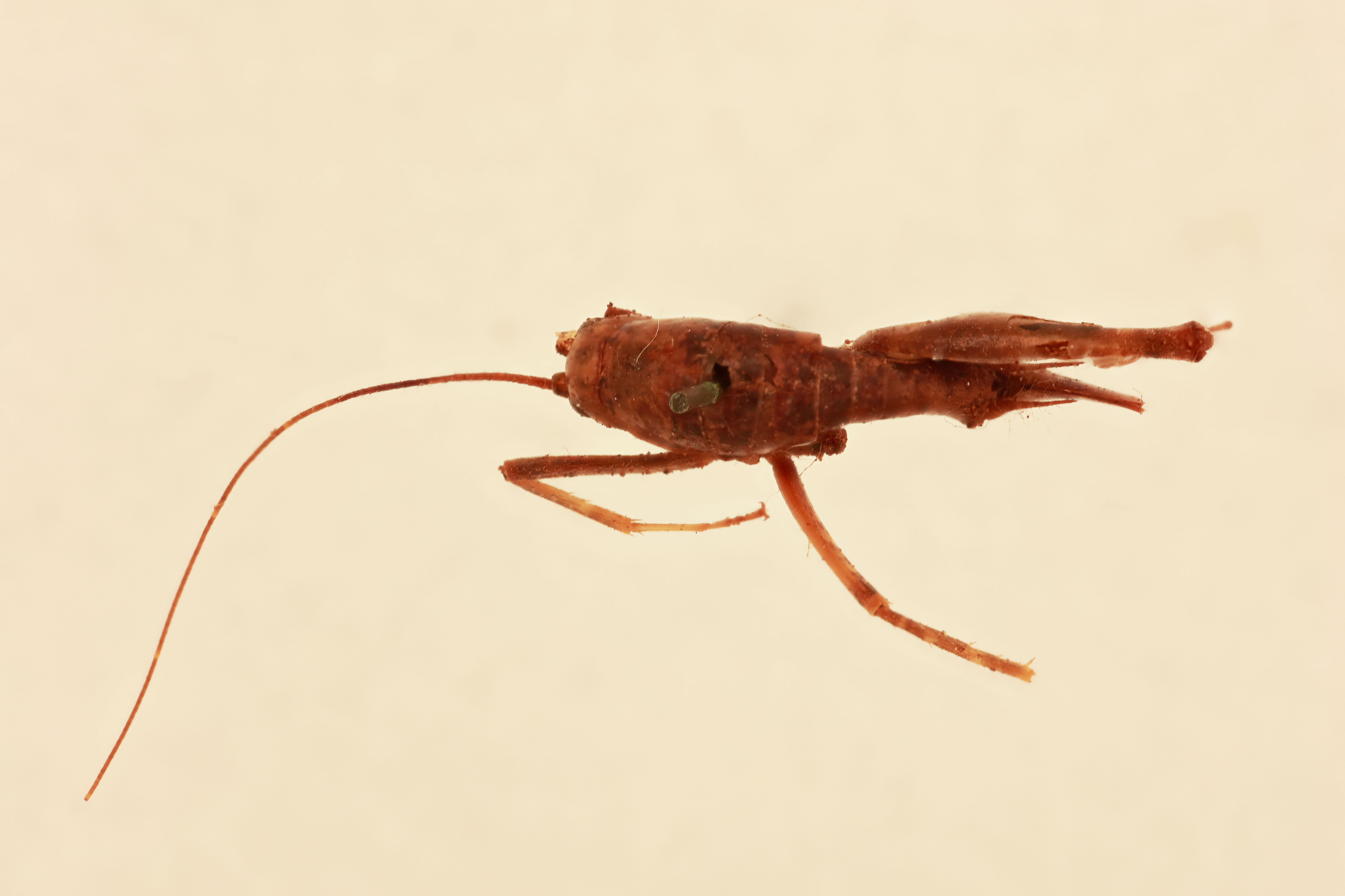 CollectionObject 1516699; 7929bd48-fff8-4eea-855c-8f1fc9a90780, NHMUK015982372: female, dorsal view (holotype). (CollectionObject).