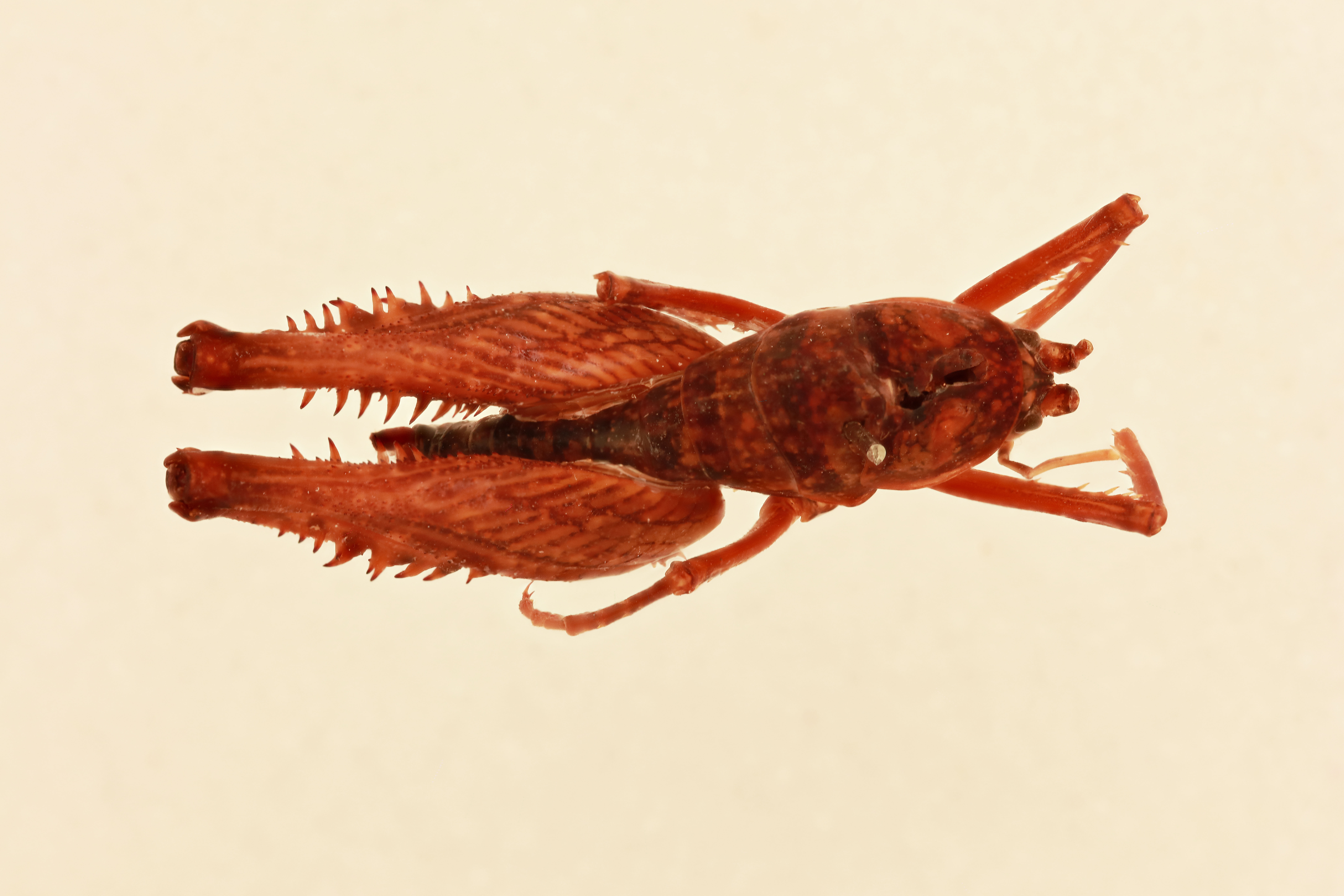 CollectionObject 1516700; cbef23a4-1ed0-4fc8-98d8-813294e388eb, NHMUK015982183: male, dorsal view (holotype). (CollectionObject).