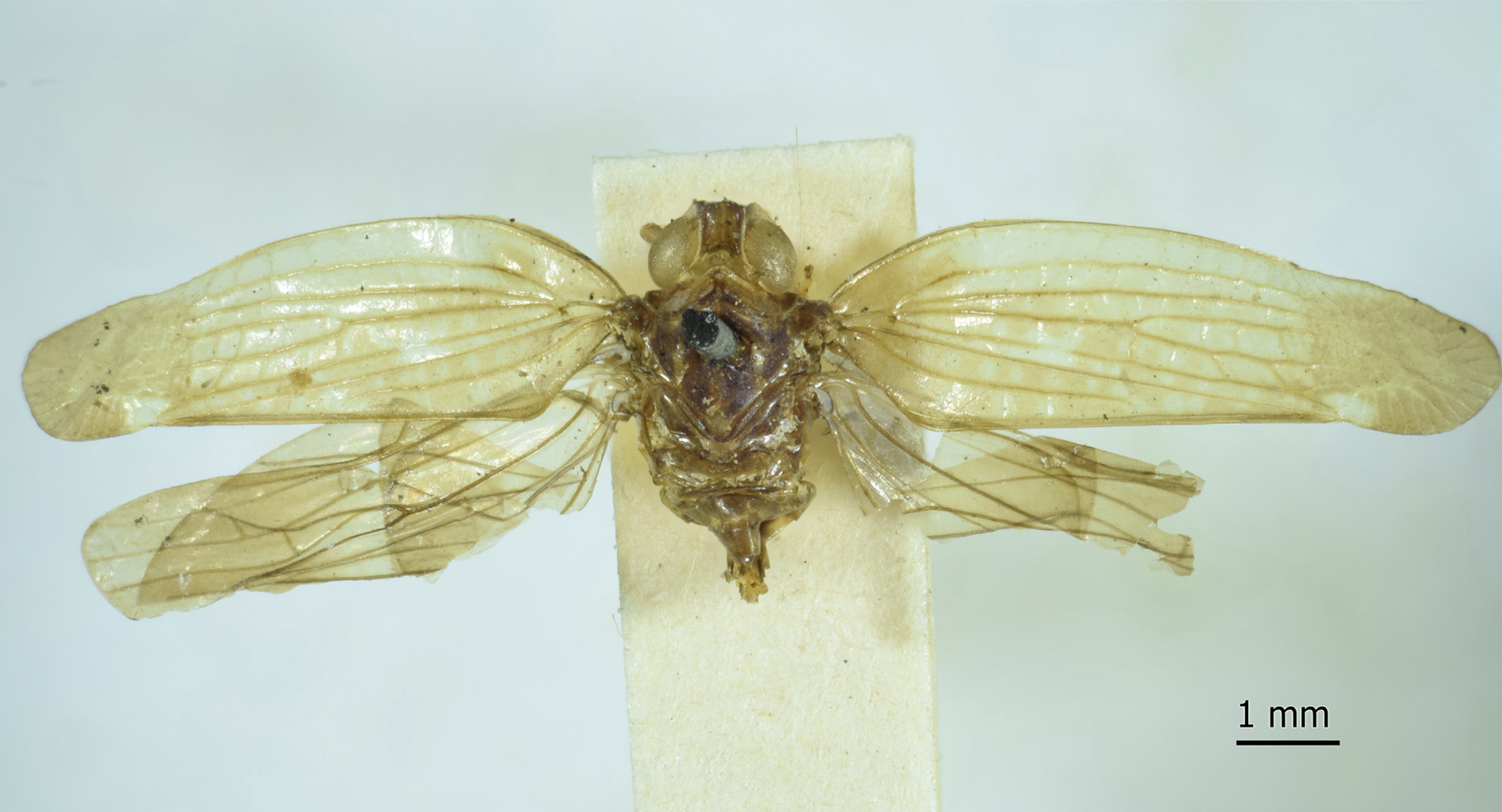 Habitus, dorsal view: !! display not done !! on Jamaha elevans (Walker, 1858): (Observation).