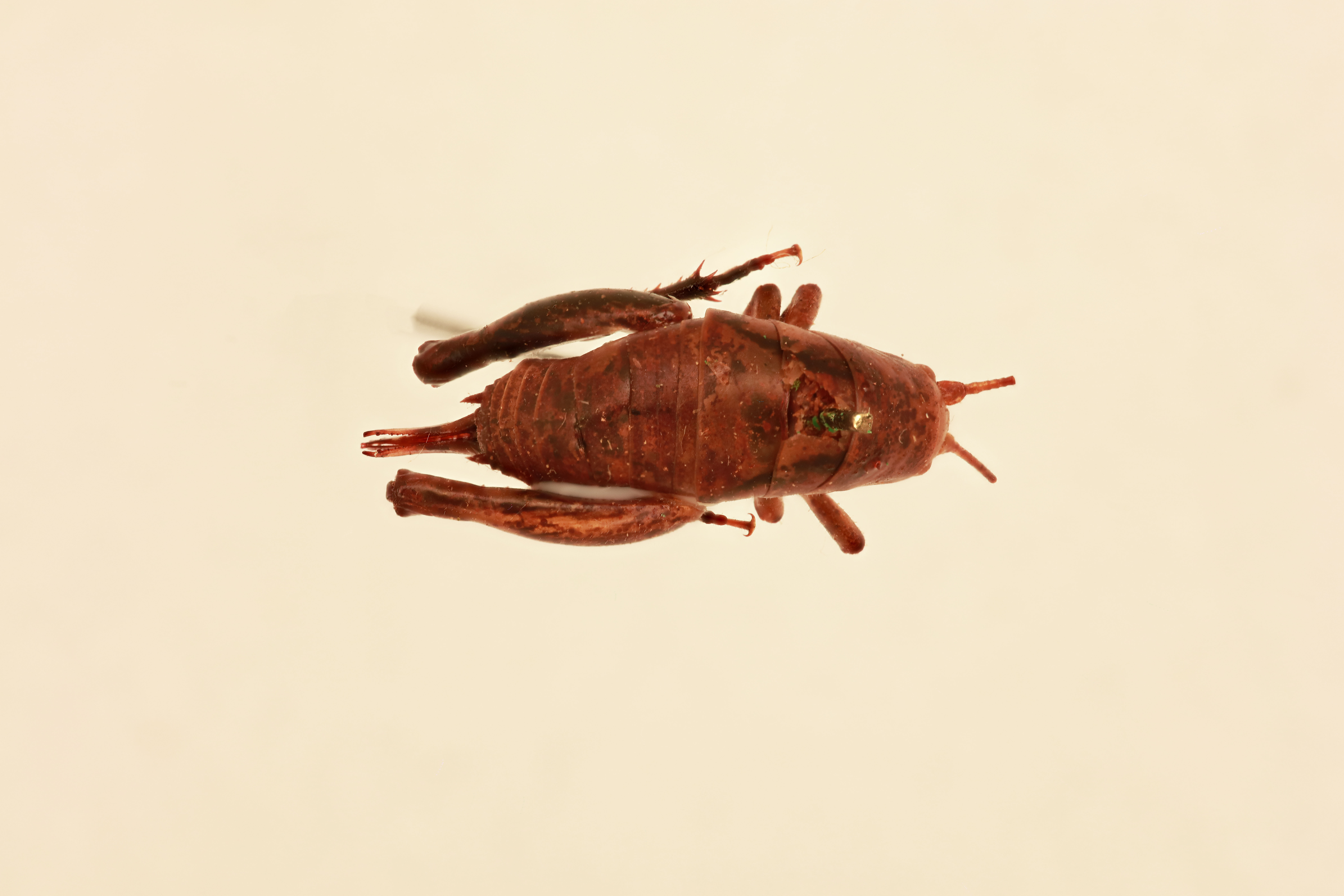 CollectionObject 2066944; 2cd1f54c-f030-45ad-9c42-57338c900172, NHMUK015982174: female, dorsal view (paratype). (CollectionObject).