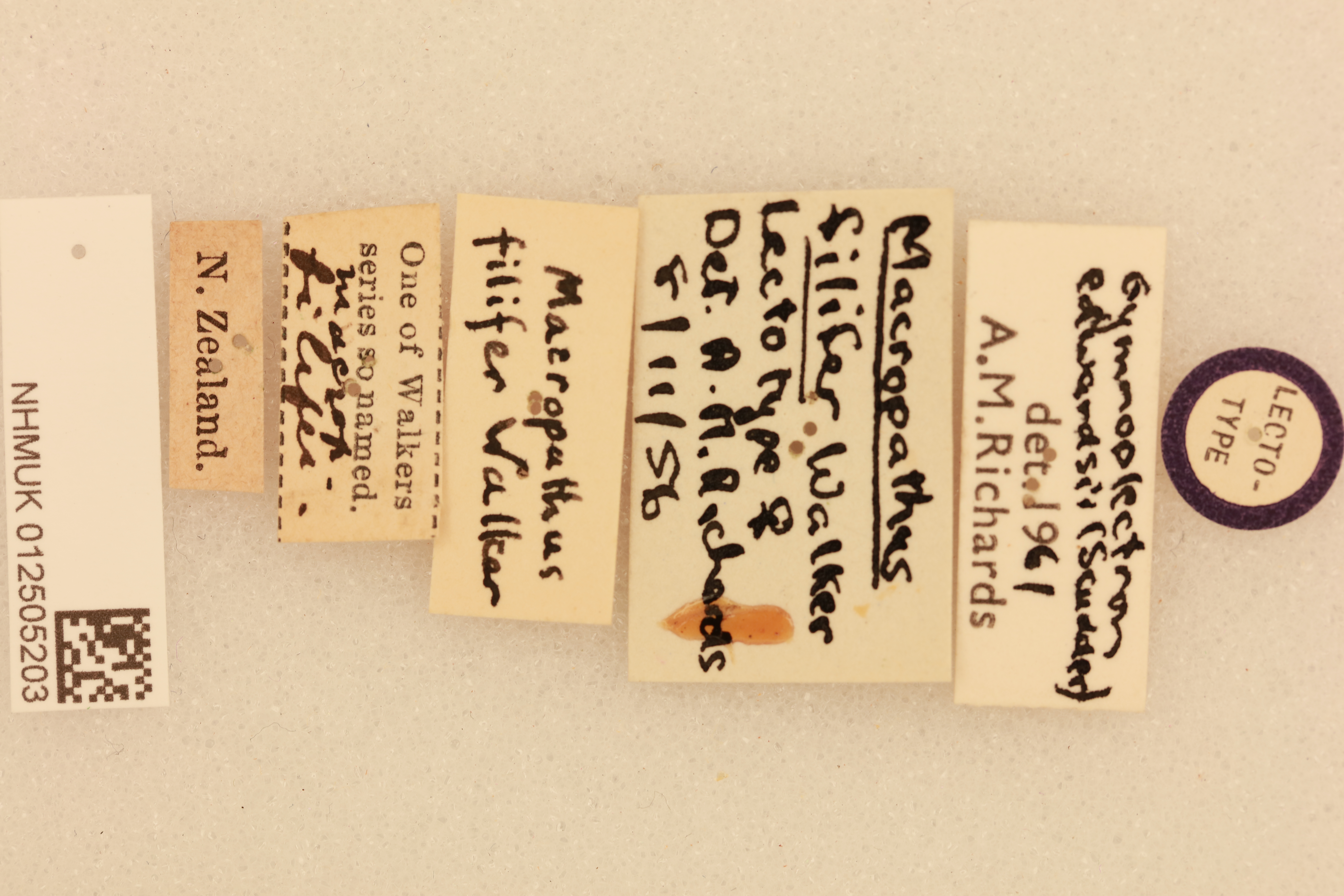 CollectionObject 1516705; 8cb83b14-7f62-40cf-98c1-38e658e95edd, NHMUK012505203: labels (lectotype). (CollectionObject).