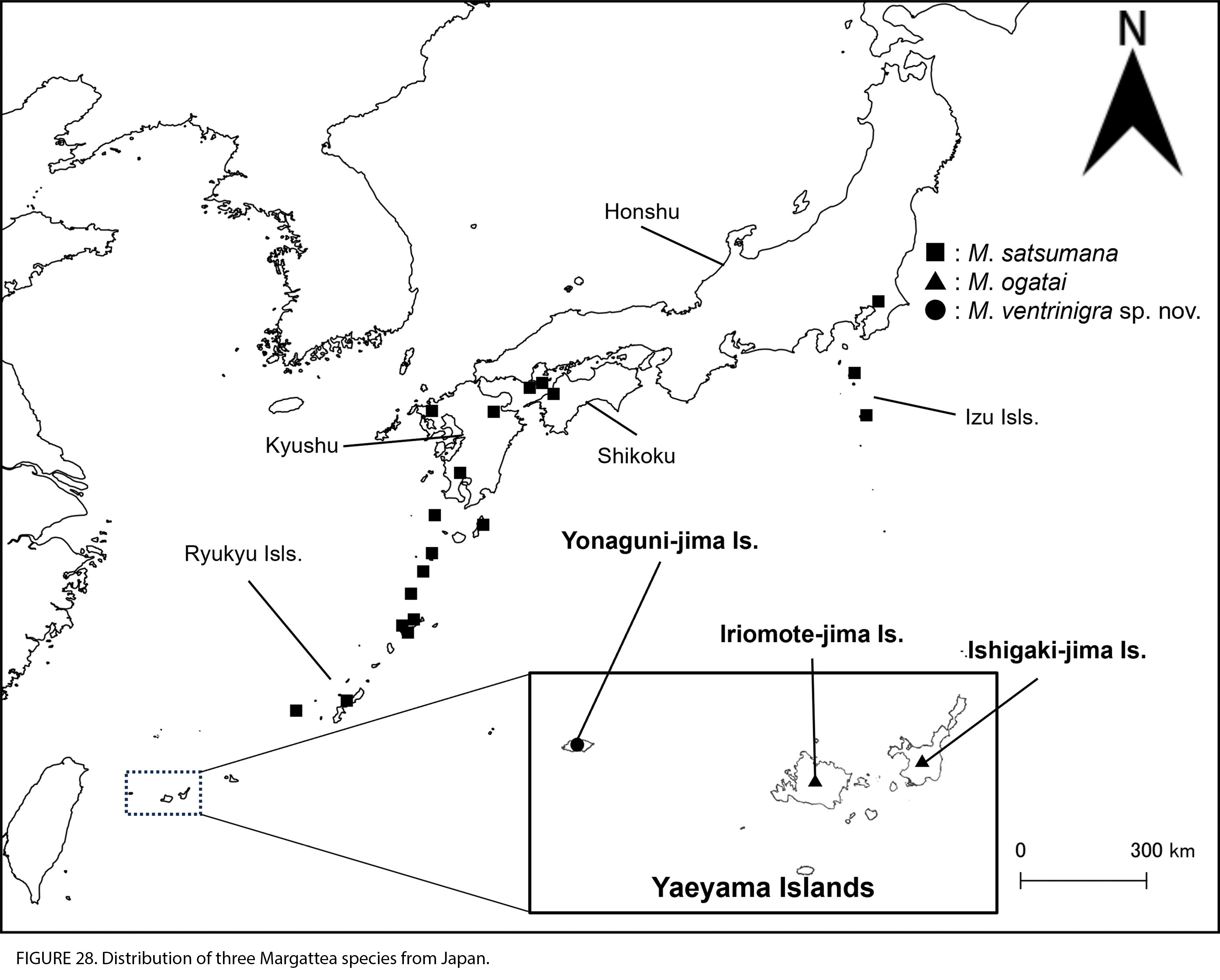 Margattea ventrinigra Hayashi, 2024: (Otu).