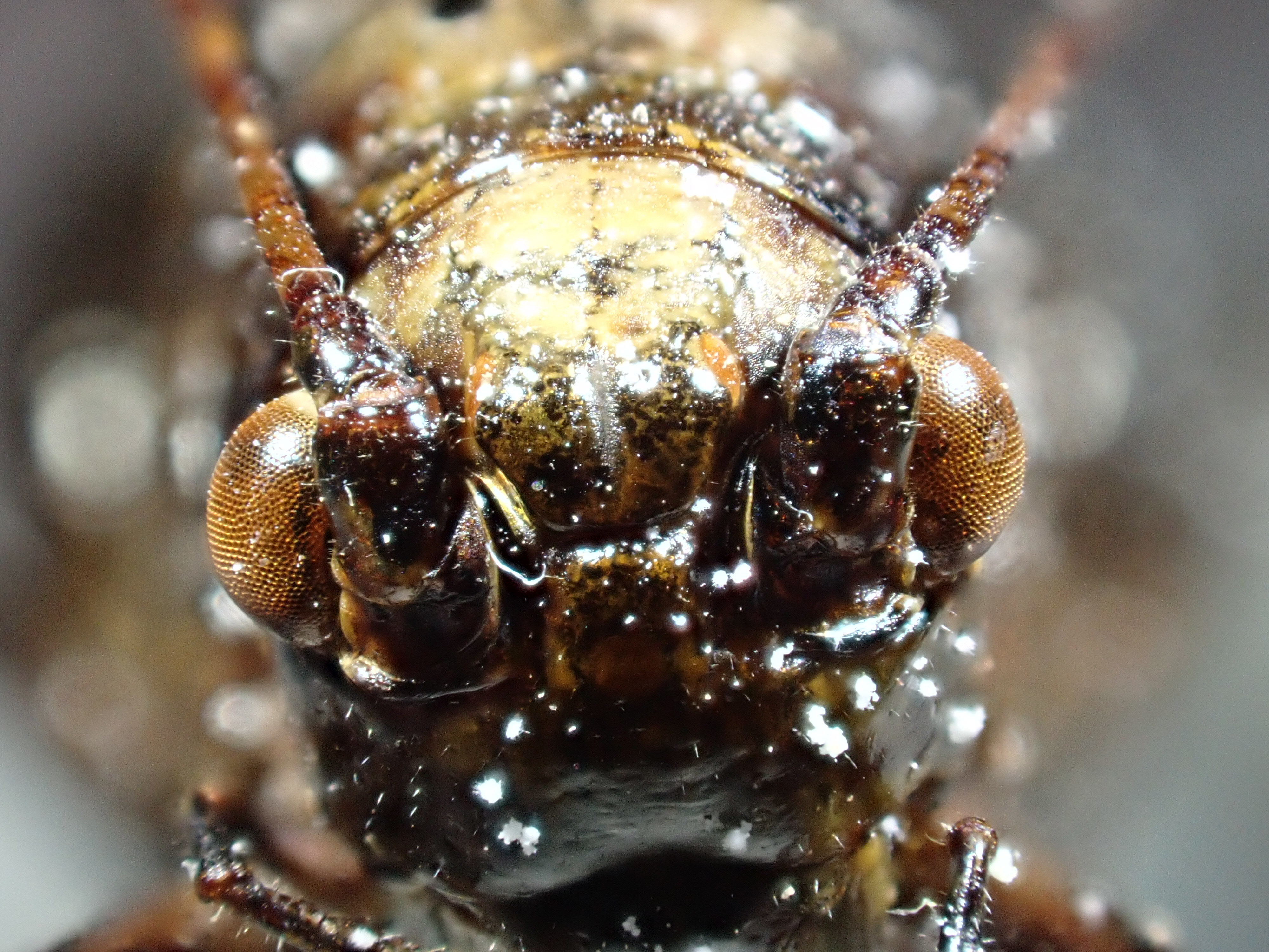 CollectionObject 1593763; 3528375b-5b96-461f-a52f-c25e975f9691, MNCNMNCN_Ent 305876: head, frontal view, male (holotype). (CollectionObject).